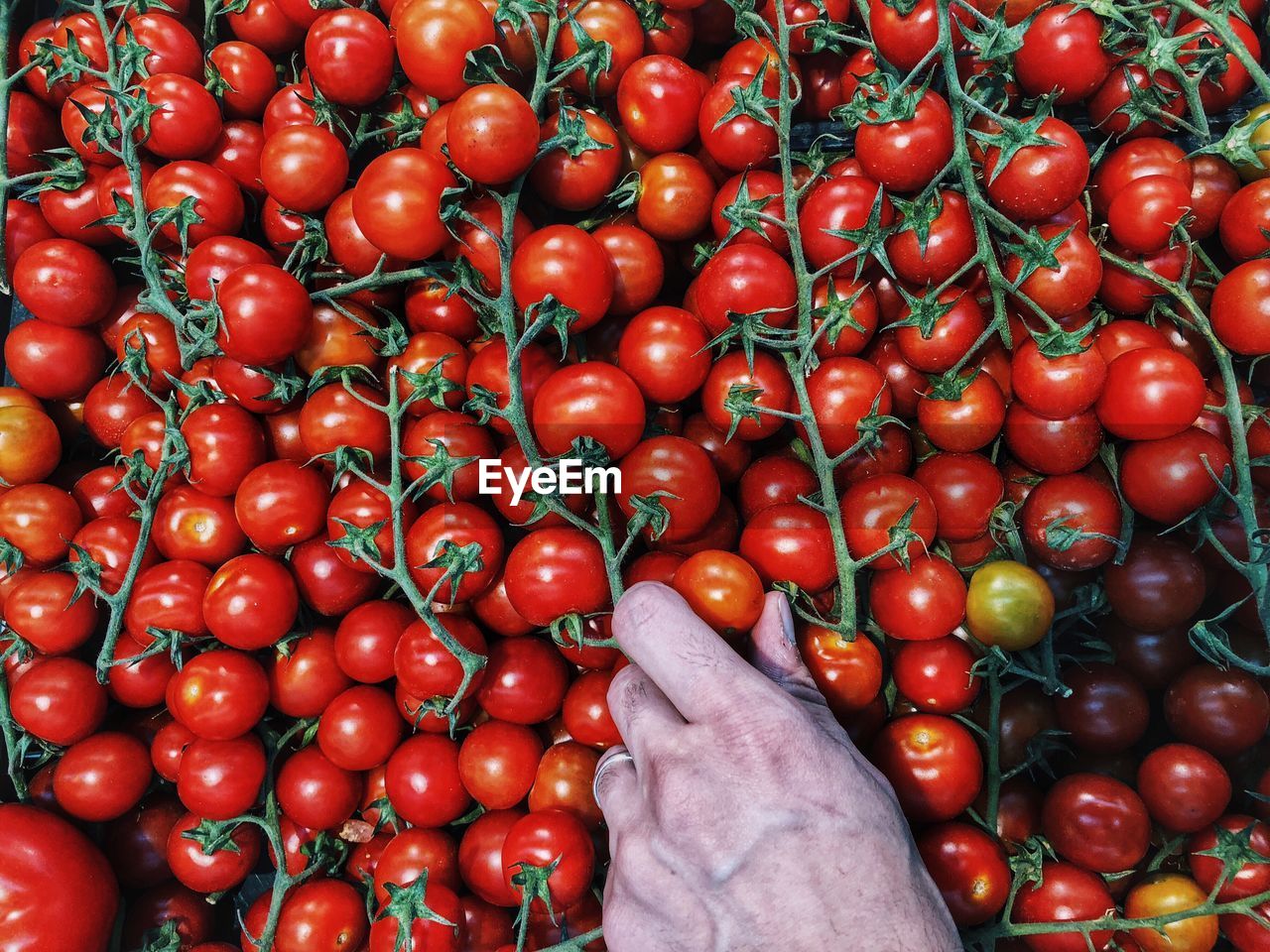 Low angle view of red cherry tomatoes at market