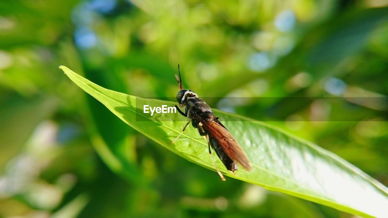 CLOSE-UP OF INSECT