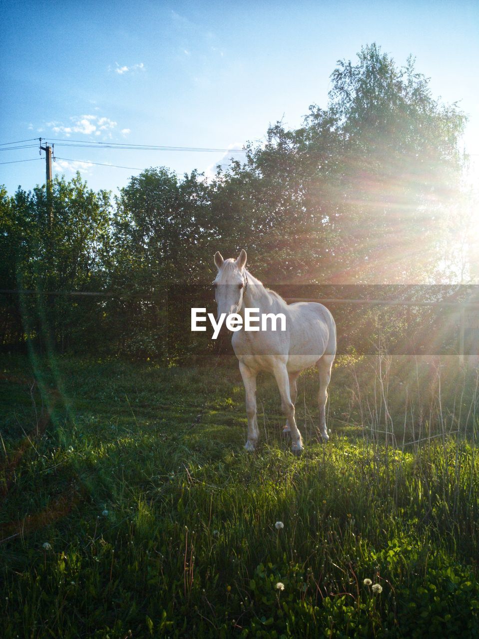 White horse standing on field