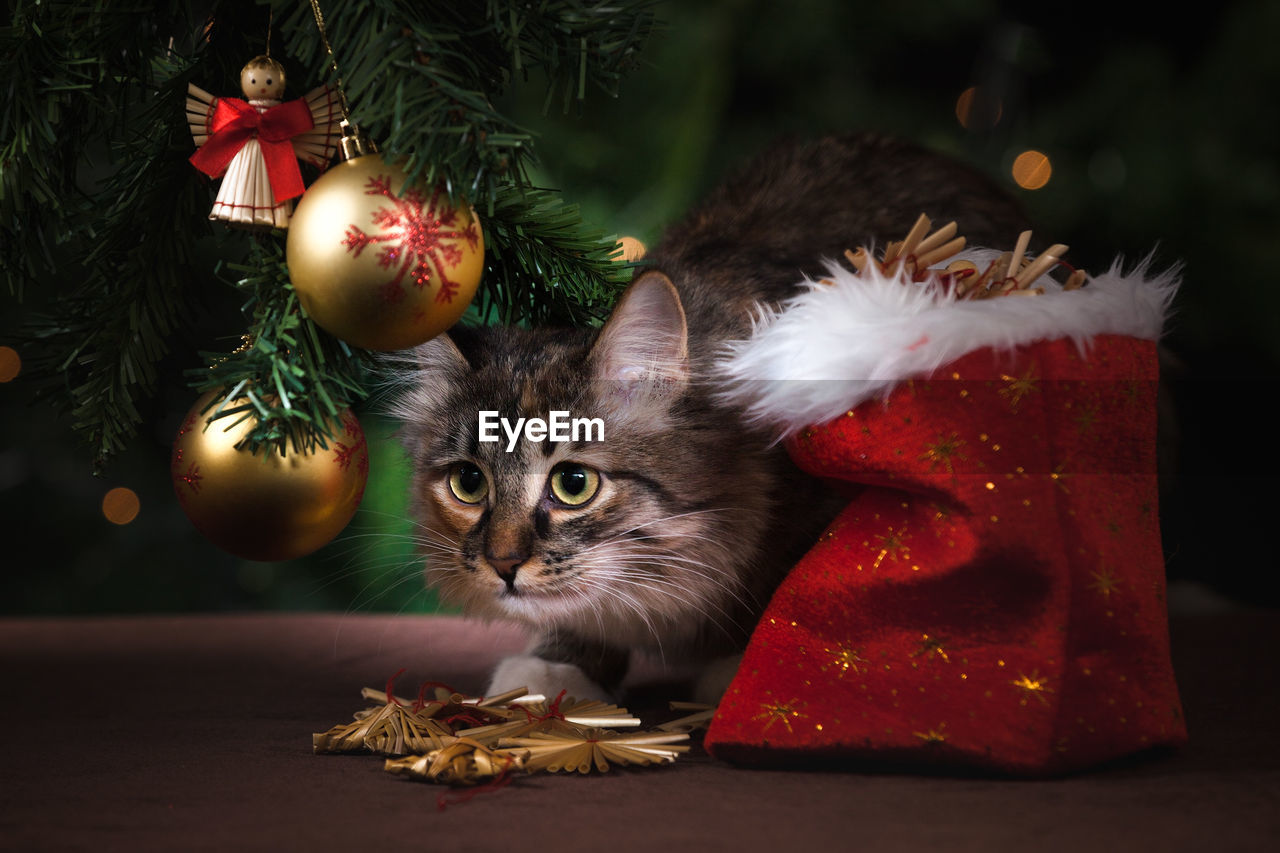Close-up of cat by christmas tree