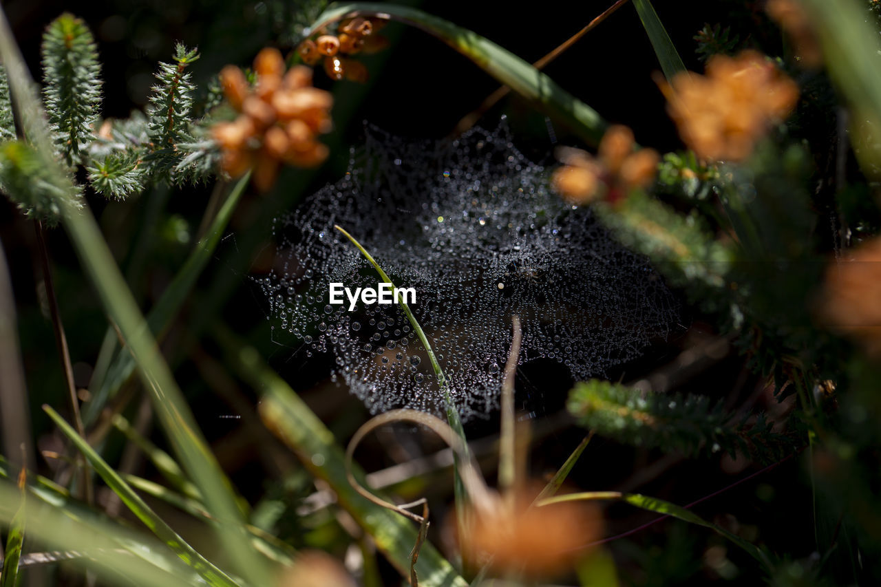 Water droplets on spider web, dawn