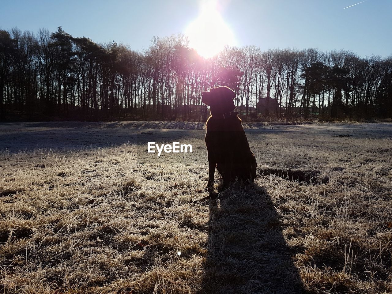 Dog sitting on field during sunny day