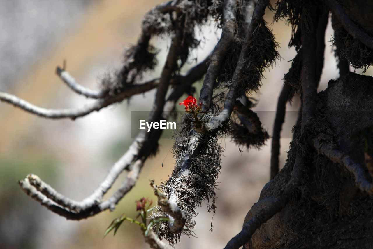 CLOSE-UP OF SNOW ON TREE TRUNK