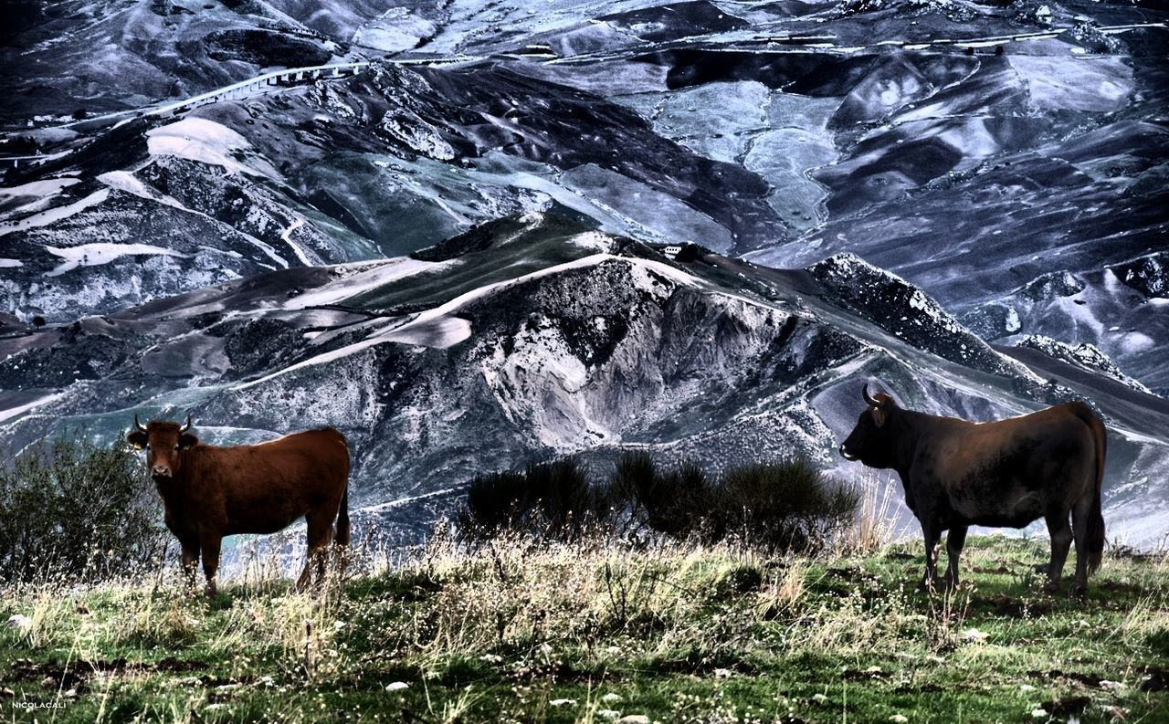 Cows standing on field against rock formation