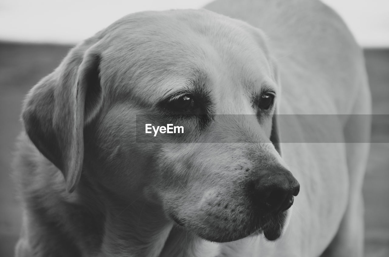 Close-up portrait of dog looking away