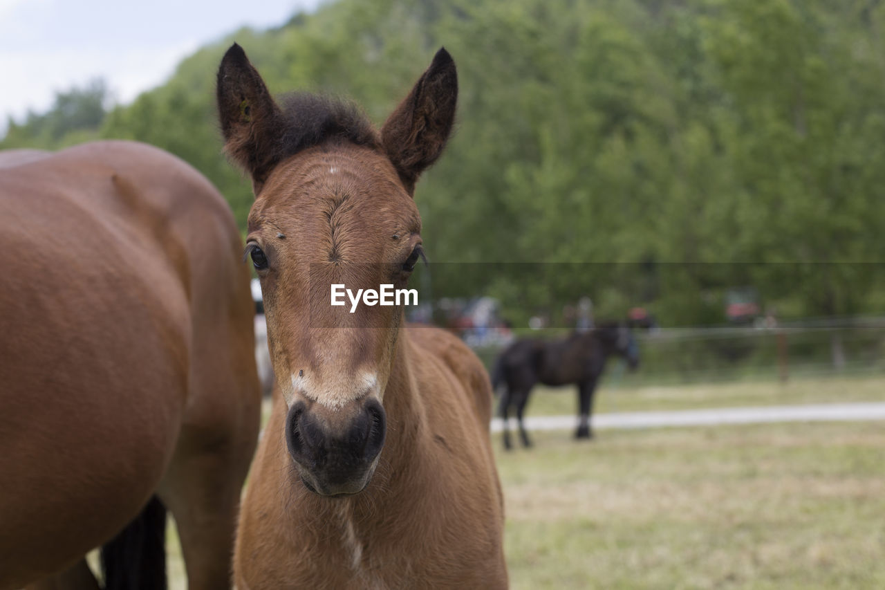 Portrait of foal in field