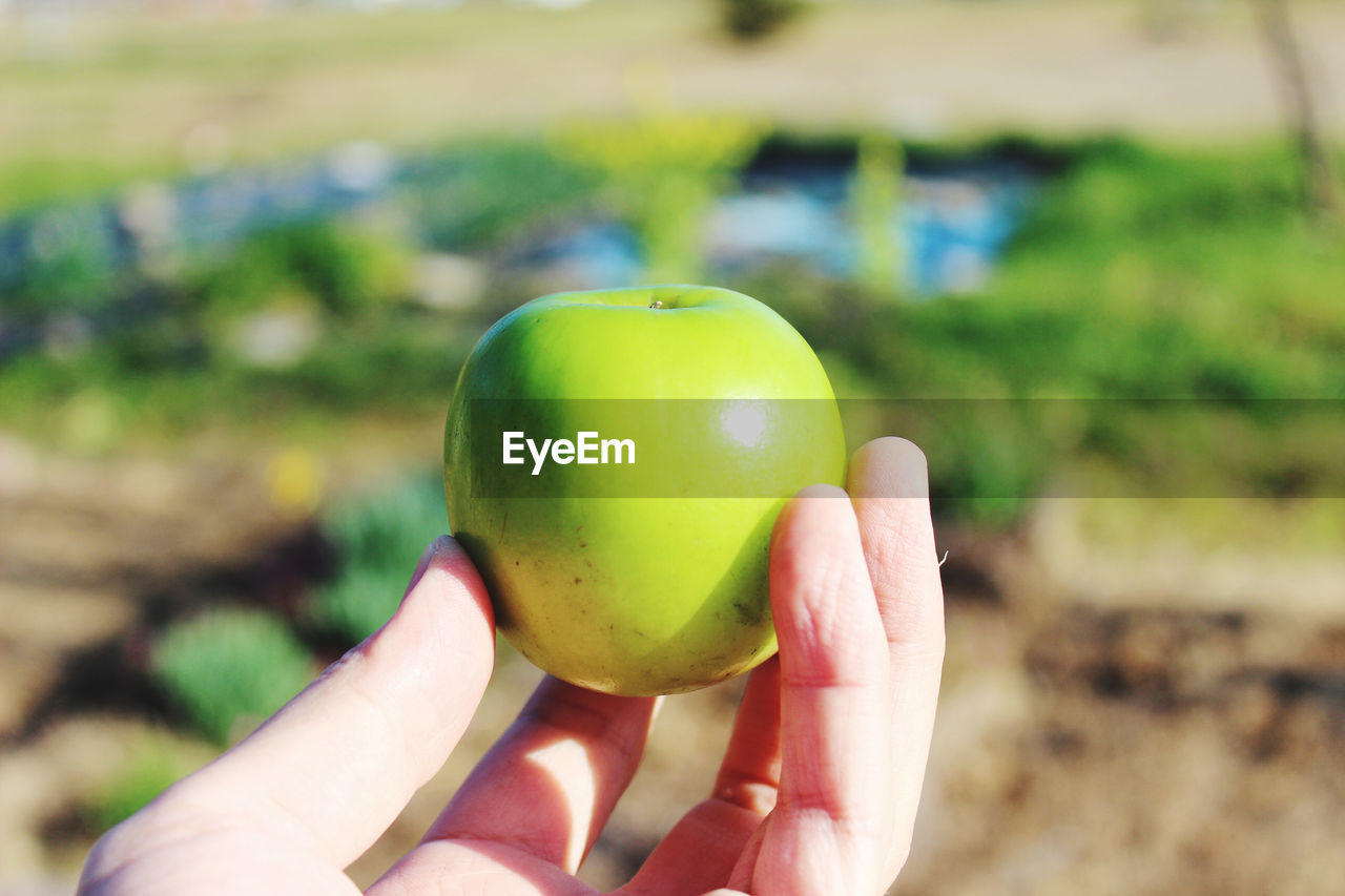 CLOSE-UP OF HUMAN HAND HOLDING APPLE