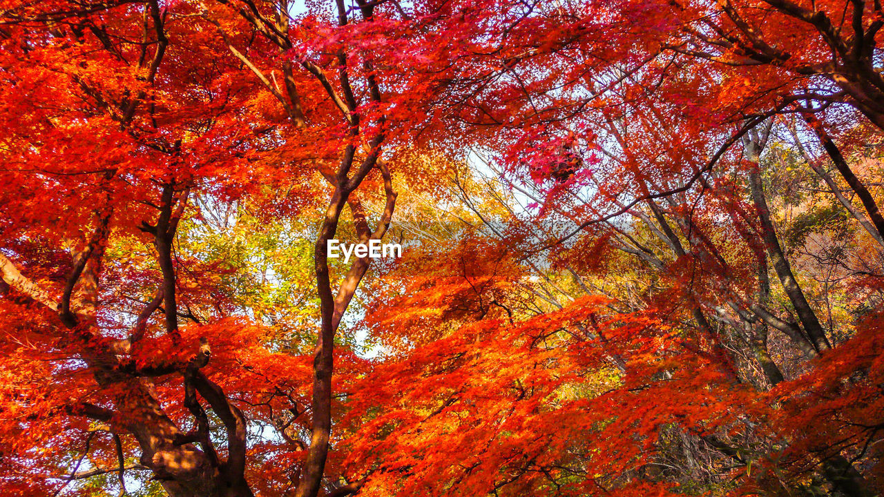 Low angle view of autumnal trees