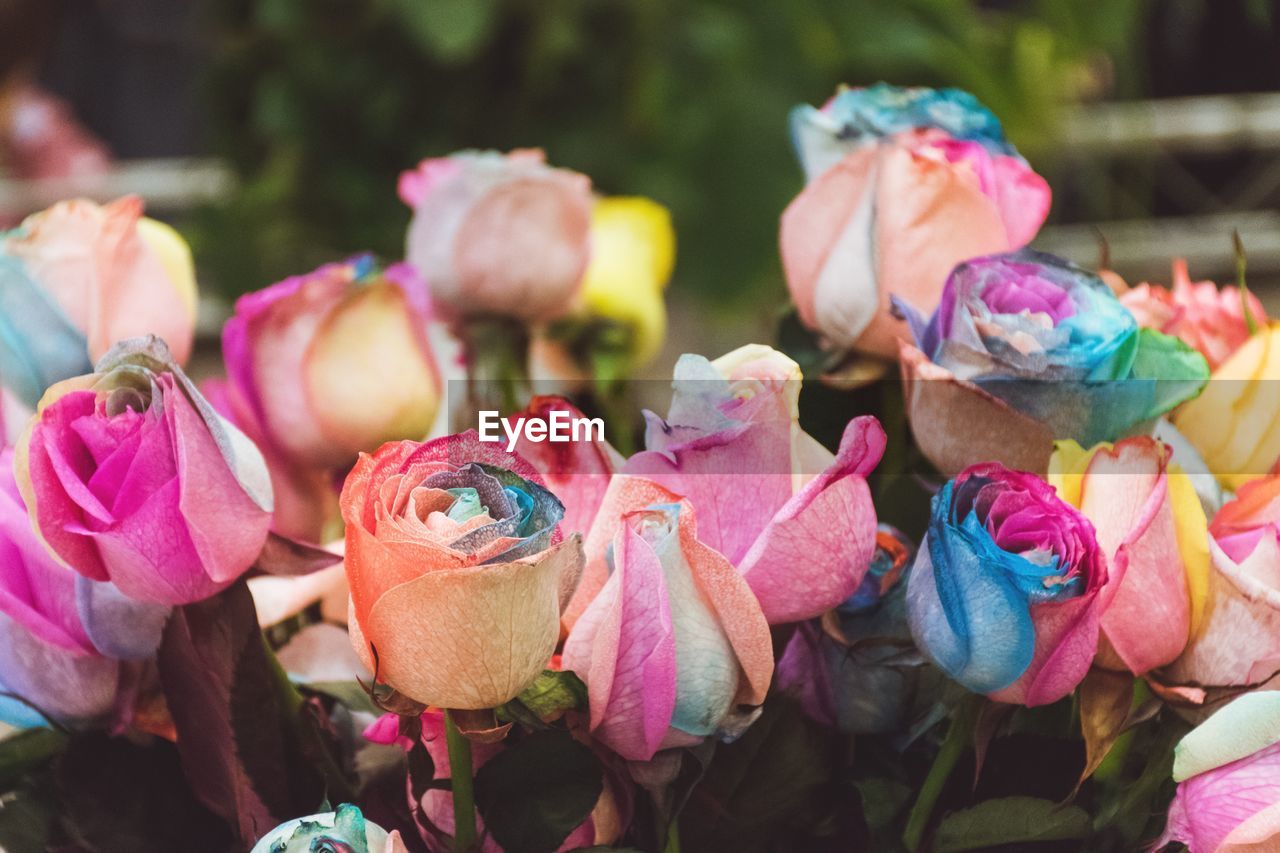 Close-up of colorful roses