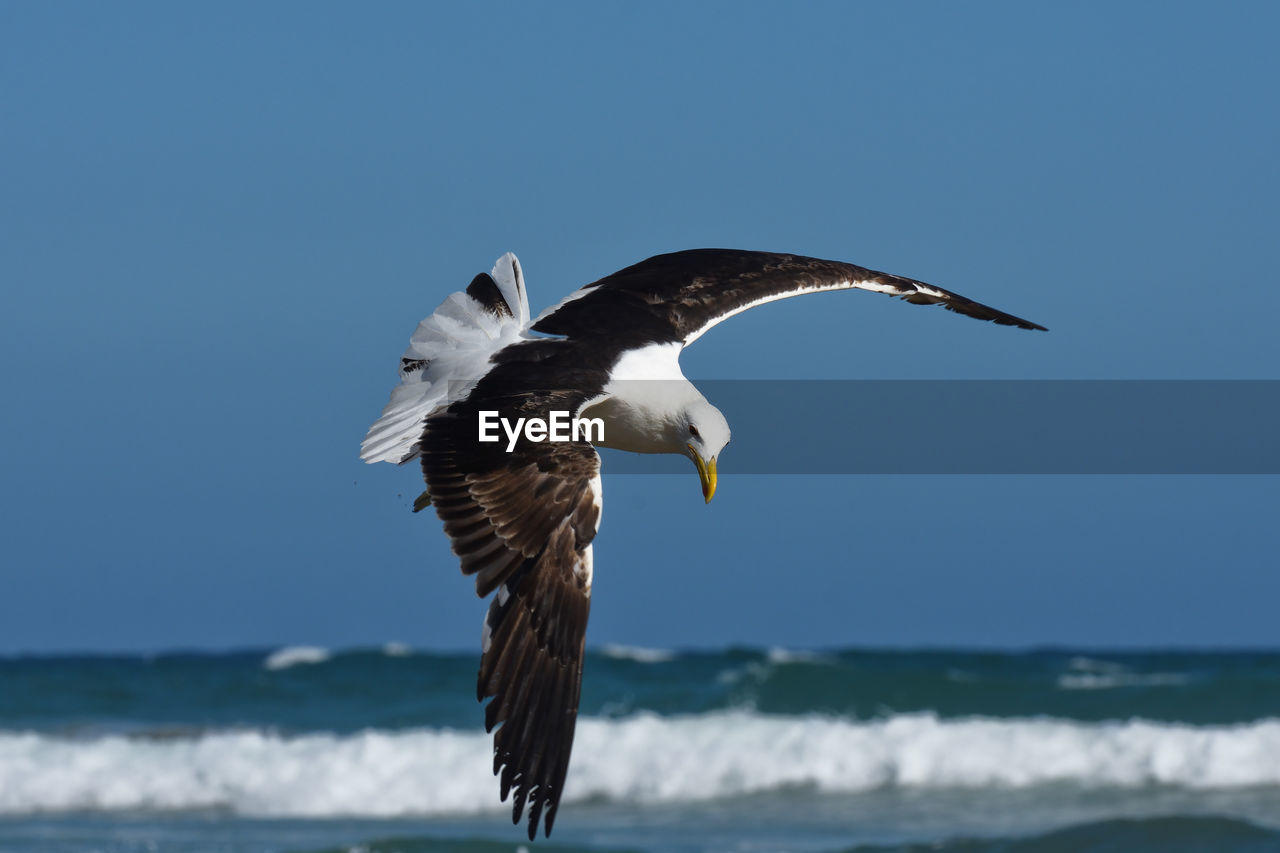 Kelp gull in flight by the sea
