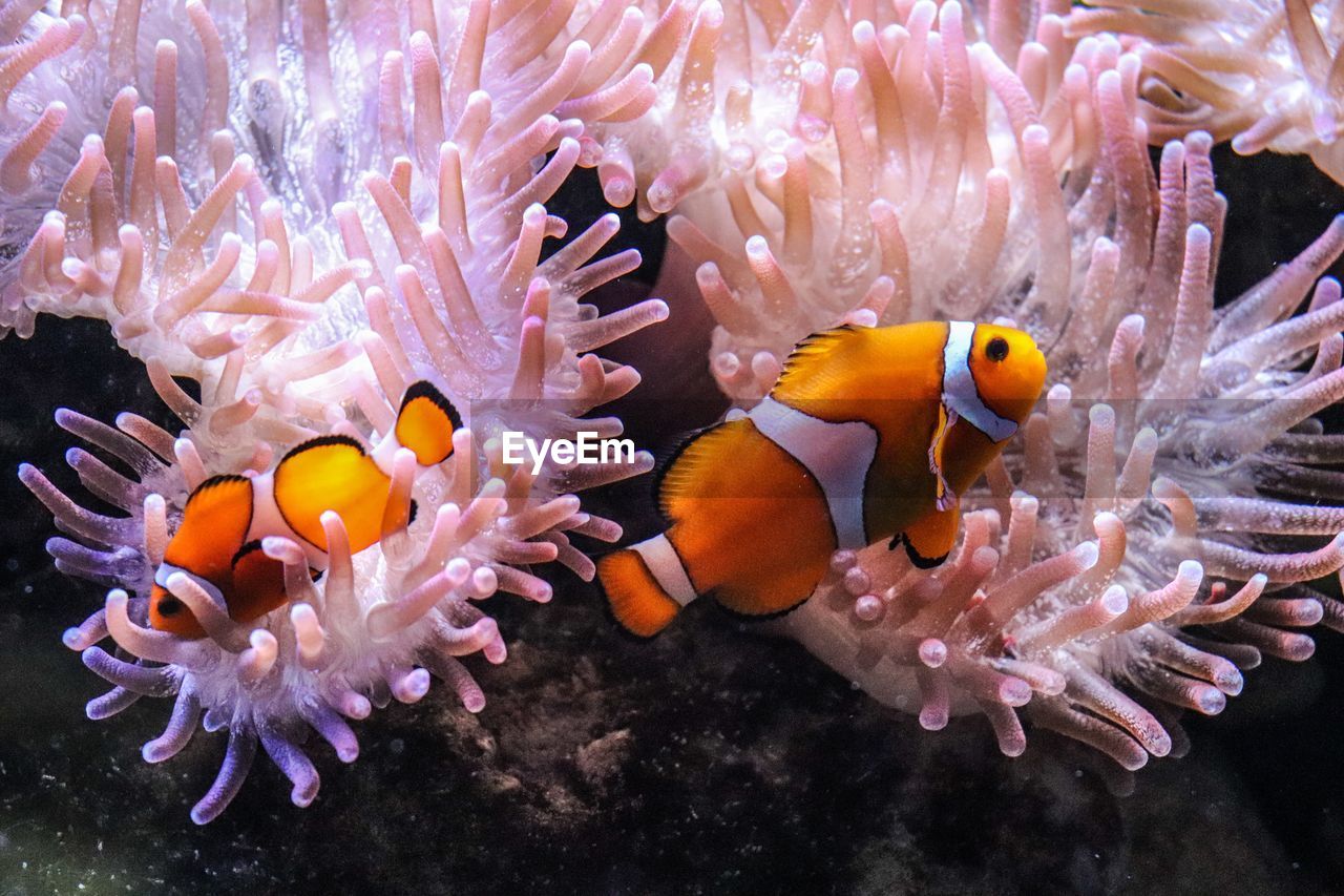 FISH SWIMMING UNDERWATER