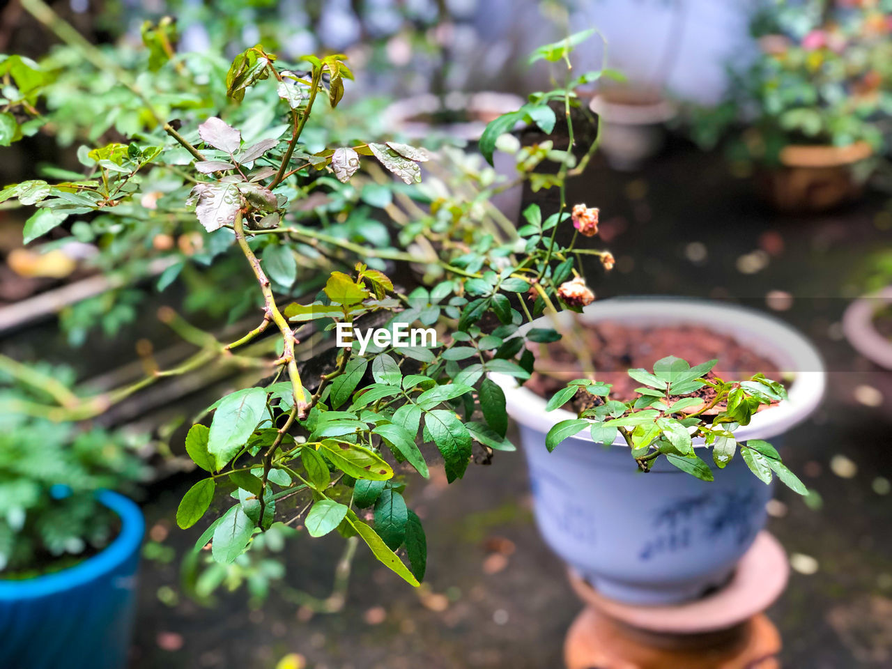 CLOSE-UP OF SMALL PLANT IN POT