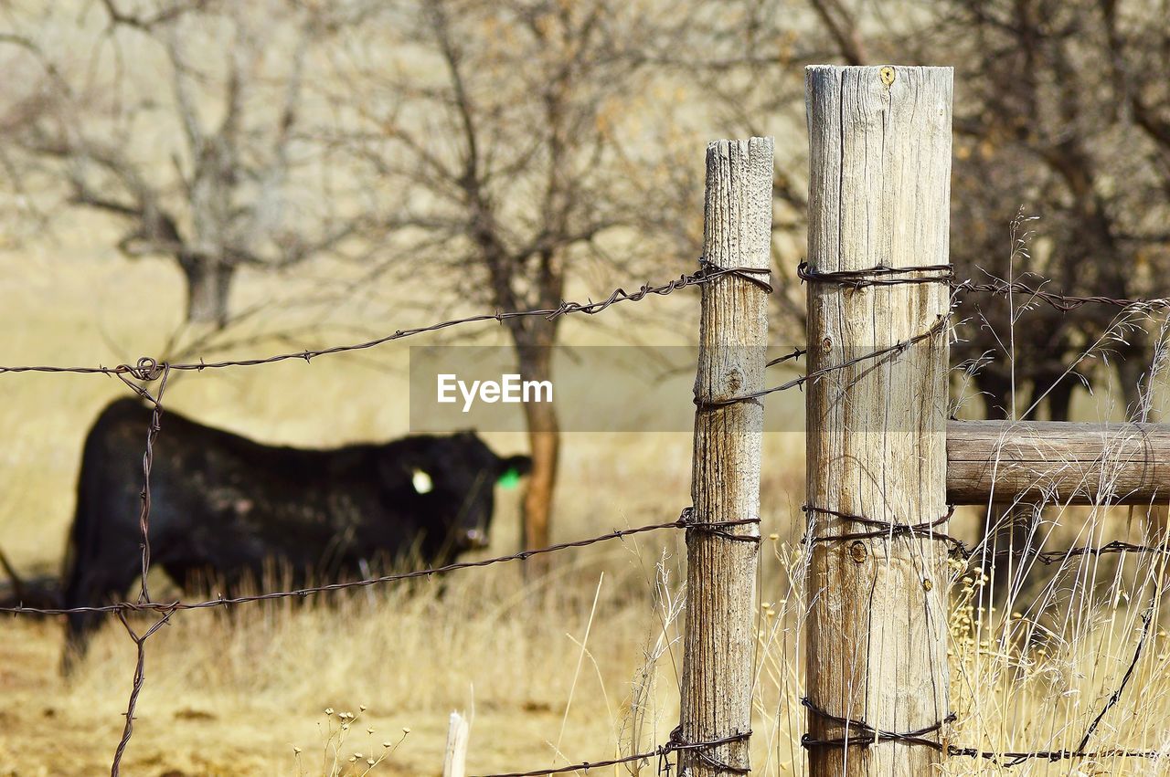 View of barbed wire fence bordering pasture with bull inside