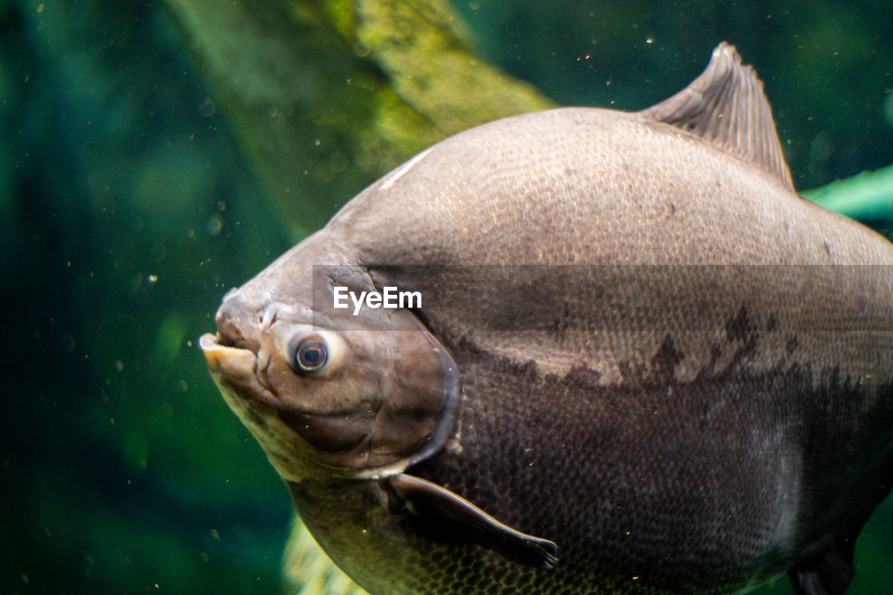 CLOSE-UP OF FISH UNDERWATER