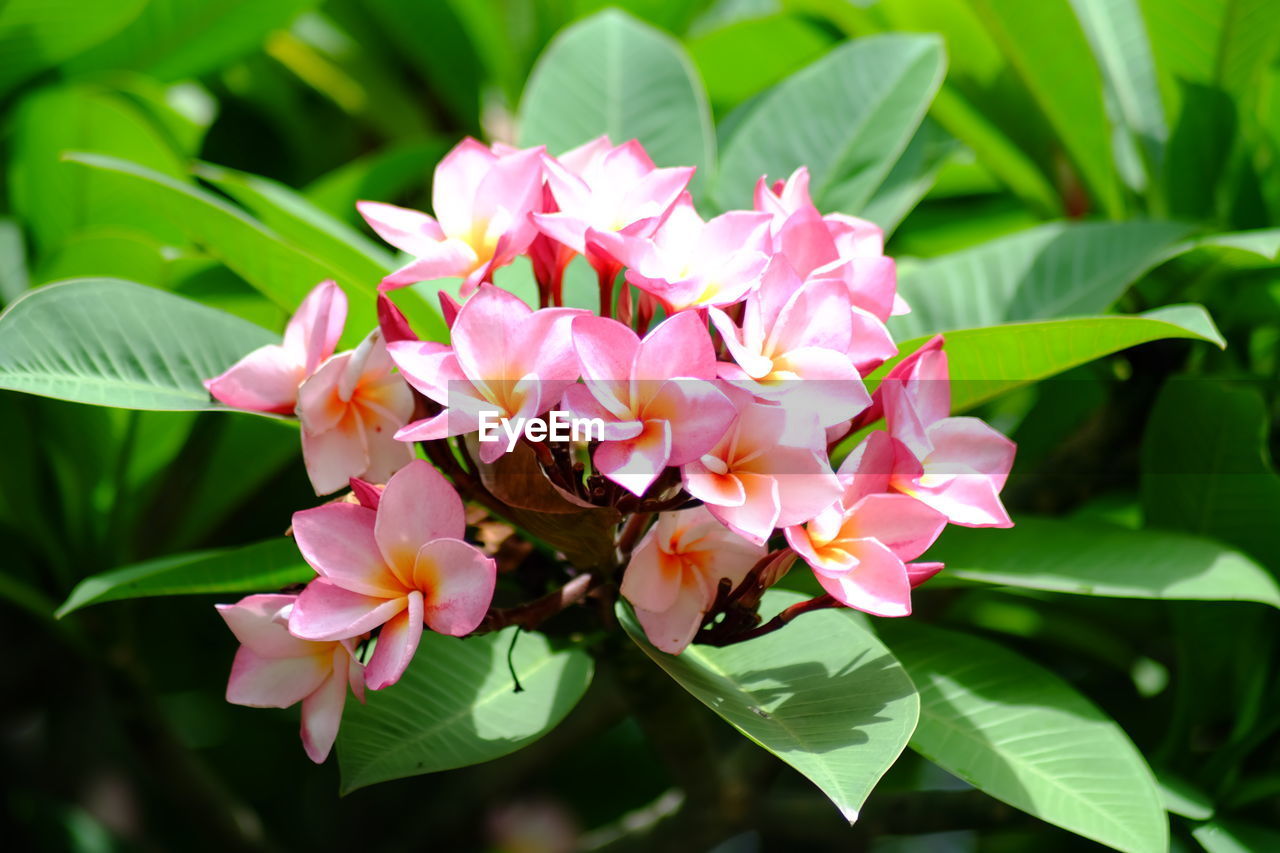 CLOSE-UP OF PINK FLOWERS BLOOMING