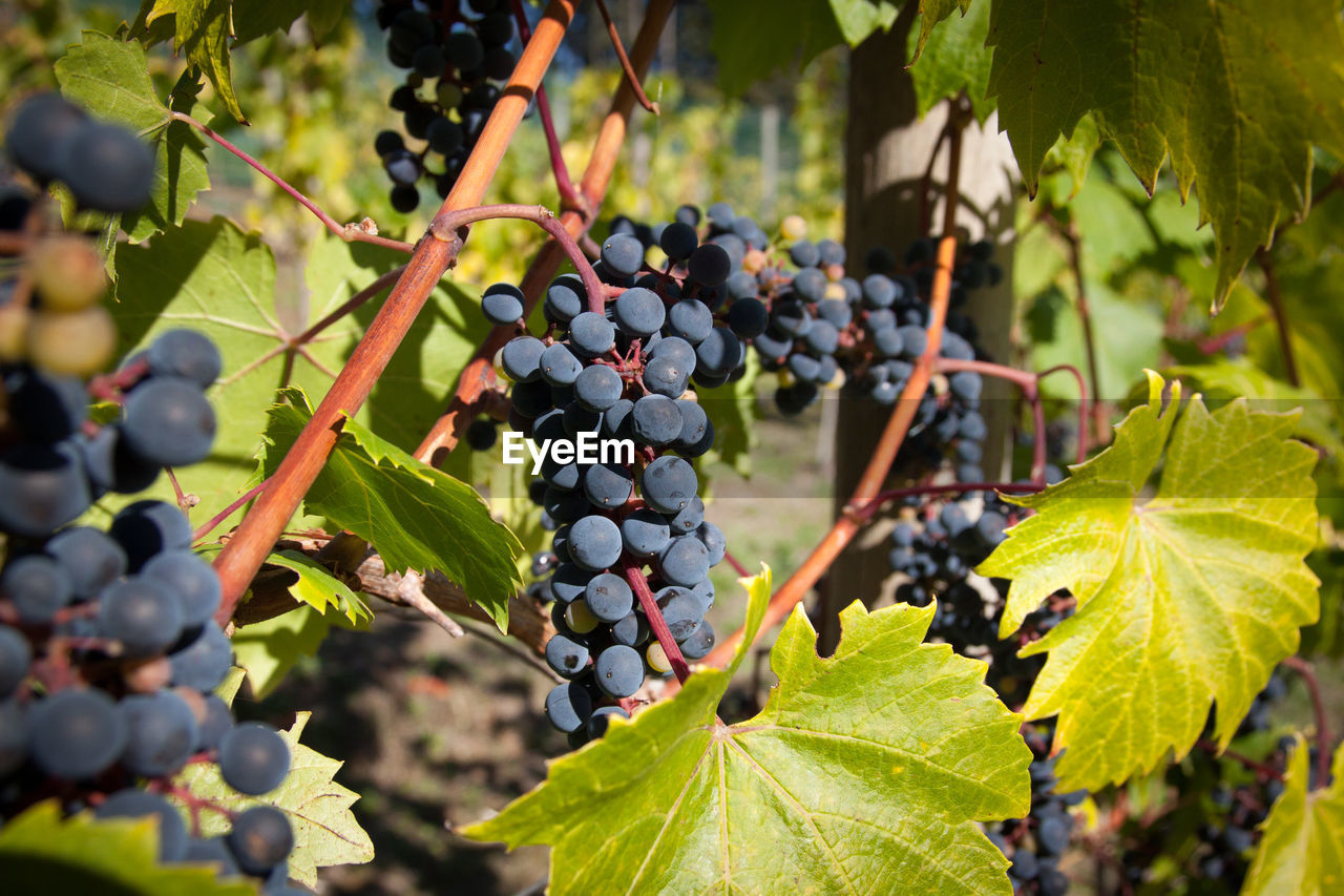Close-up of grapes growing in vineyard