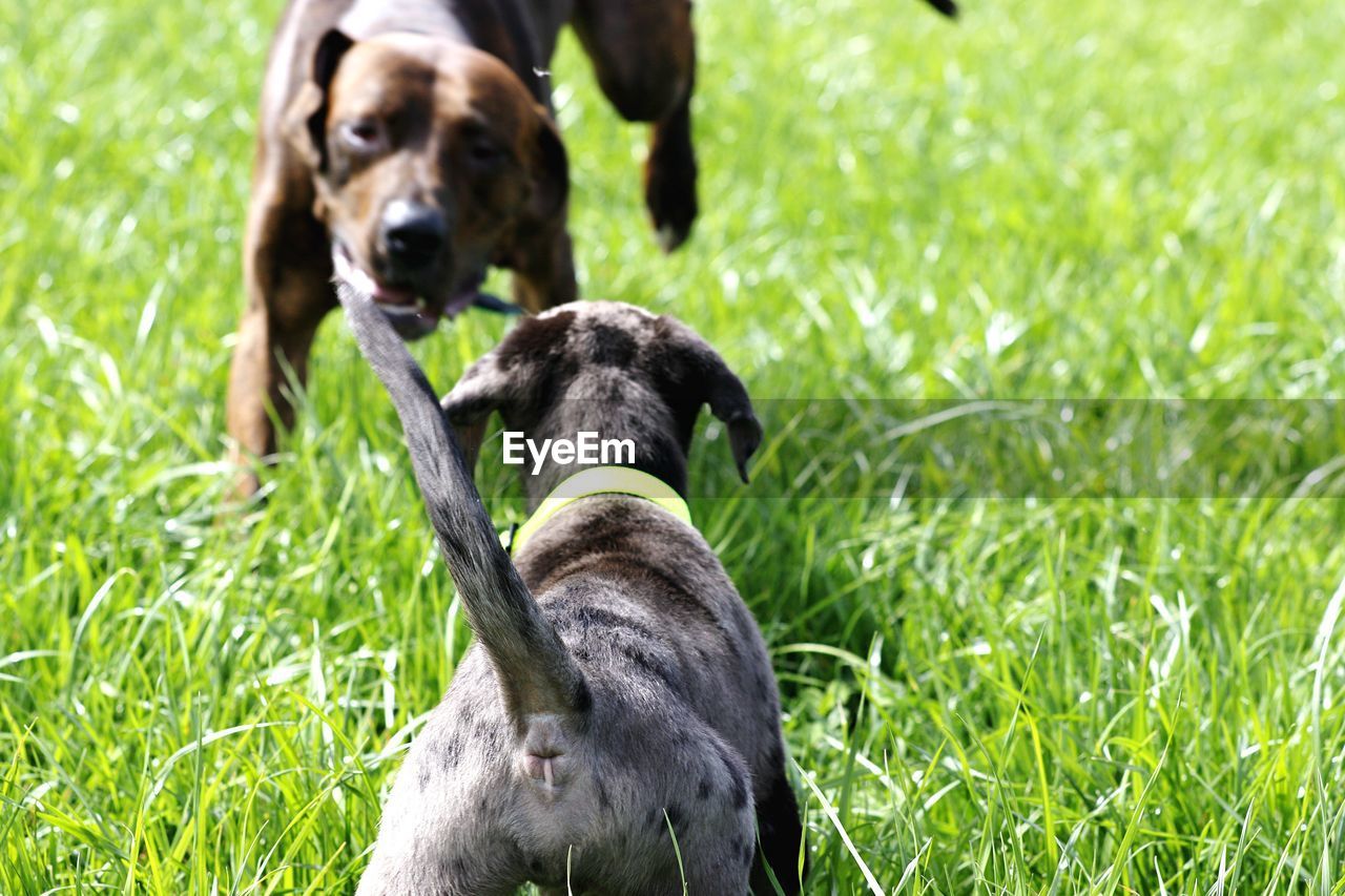 Close-up of dogs on field