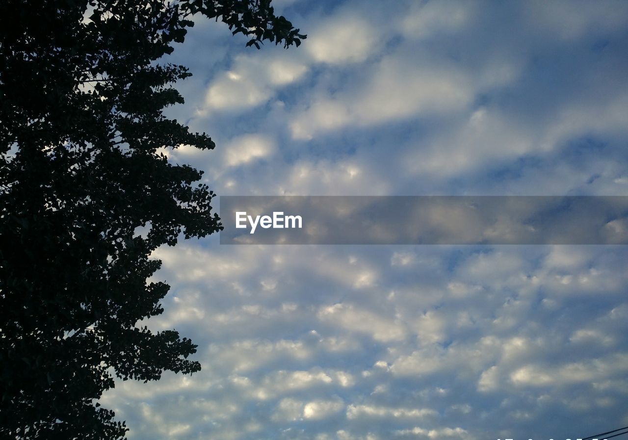 LOW ANGLE VIEW OF TREES AGAINST CLOUDY SKY