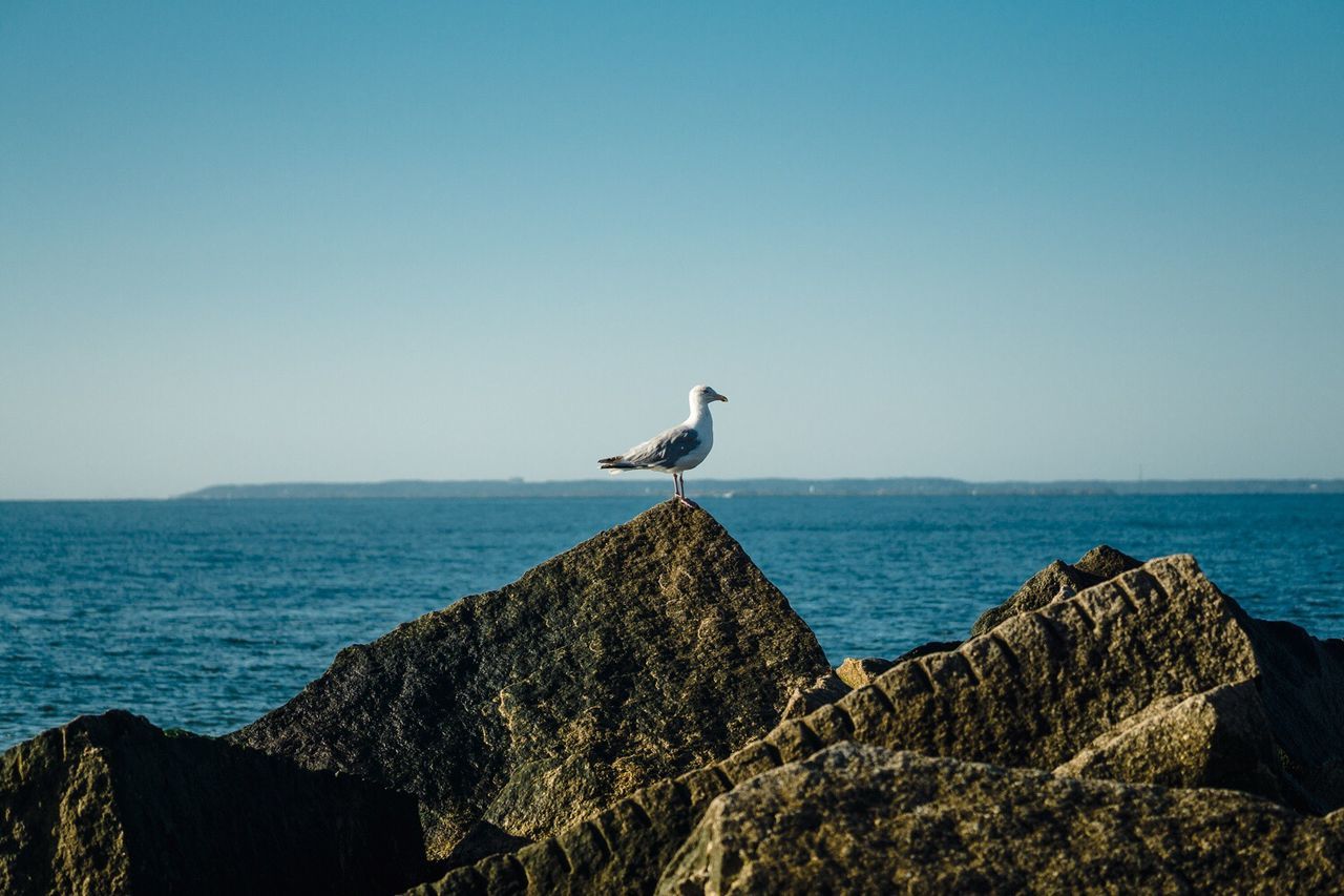 Seagull perching on rock formation by sea against clear blue sky