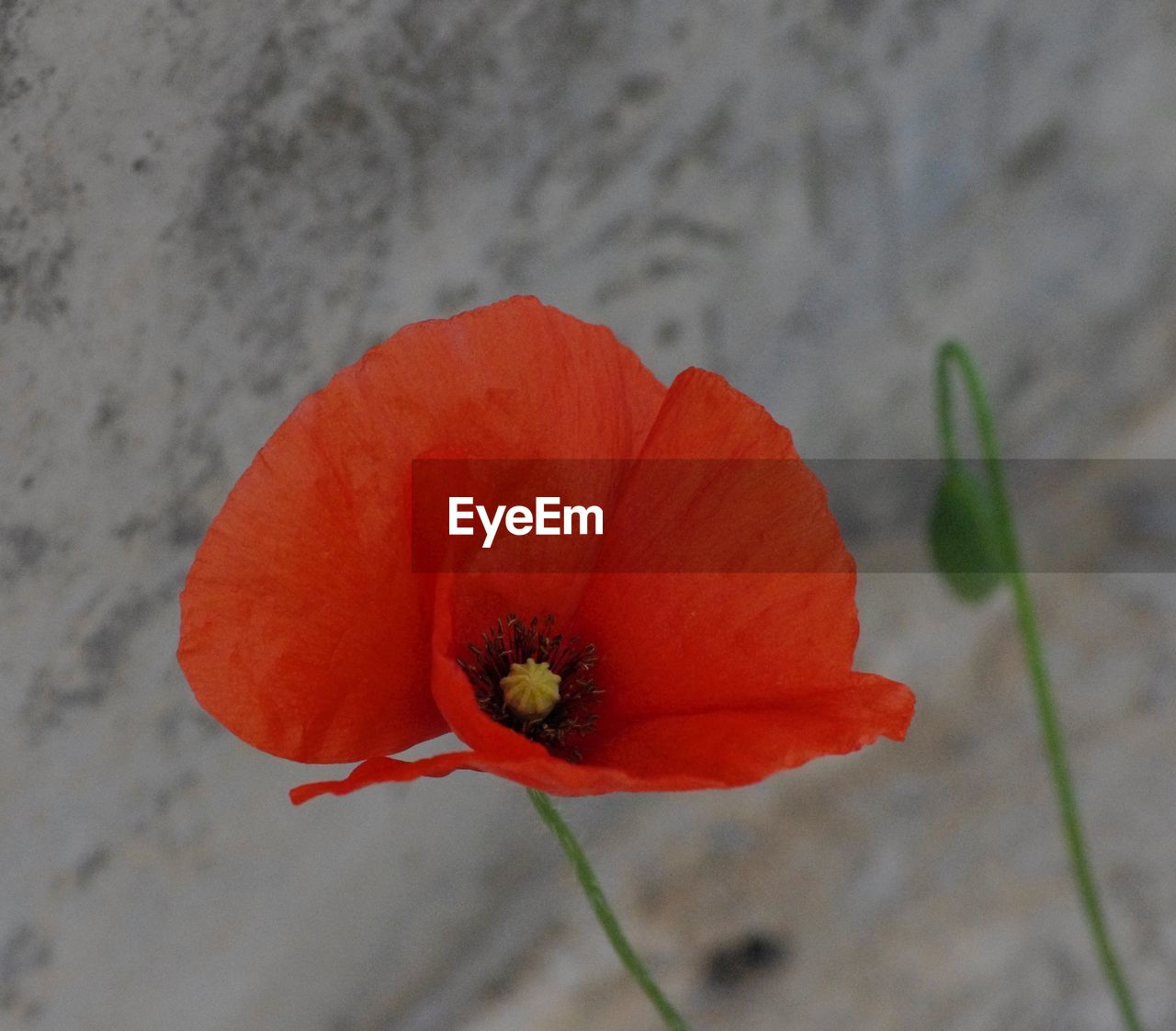 High angle view of red poppy blooming outdoors
