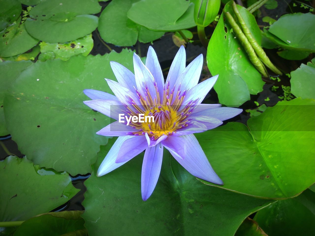 High angle view of lotus in pond