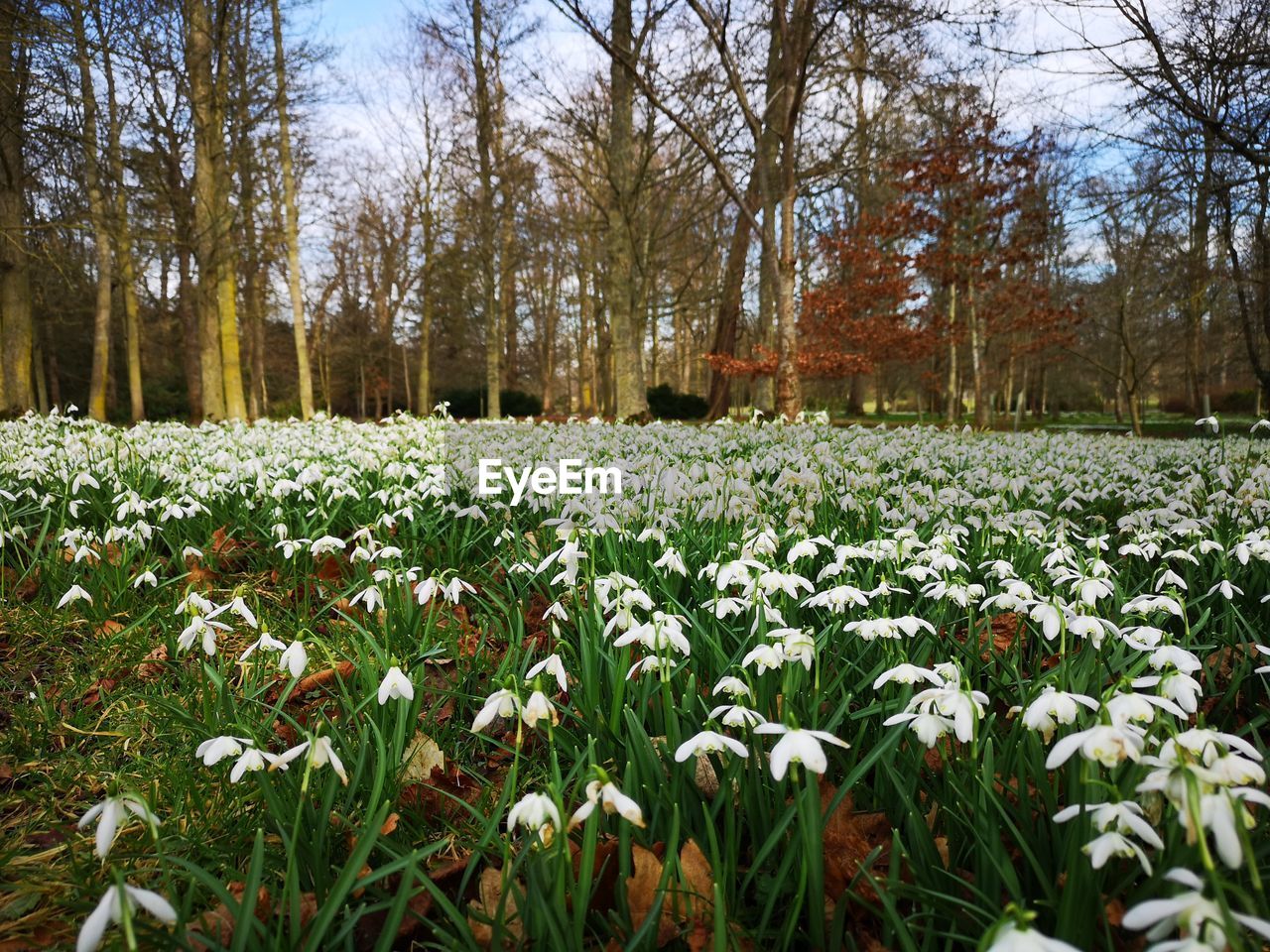 SCENIC VIEW OF WHITE FLOWERING PLANTS ON LAND