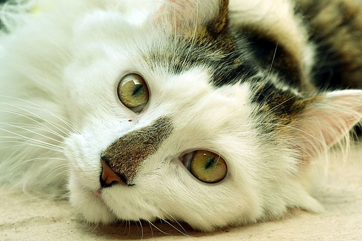 Close-up portrait of cat relaxing on floor