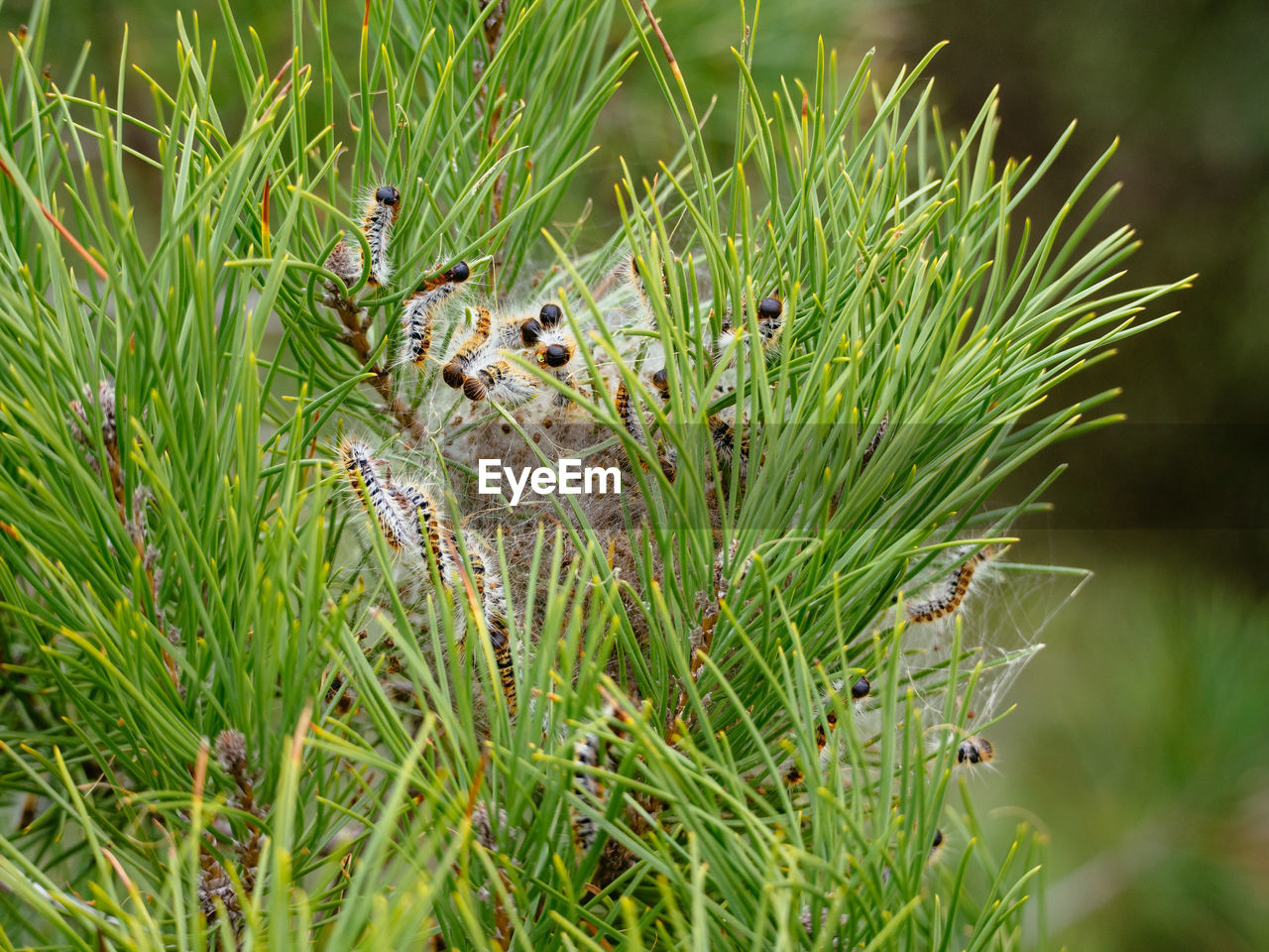 Pine processionary caterpillars in ria formosa national park