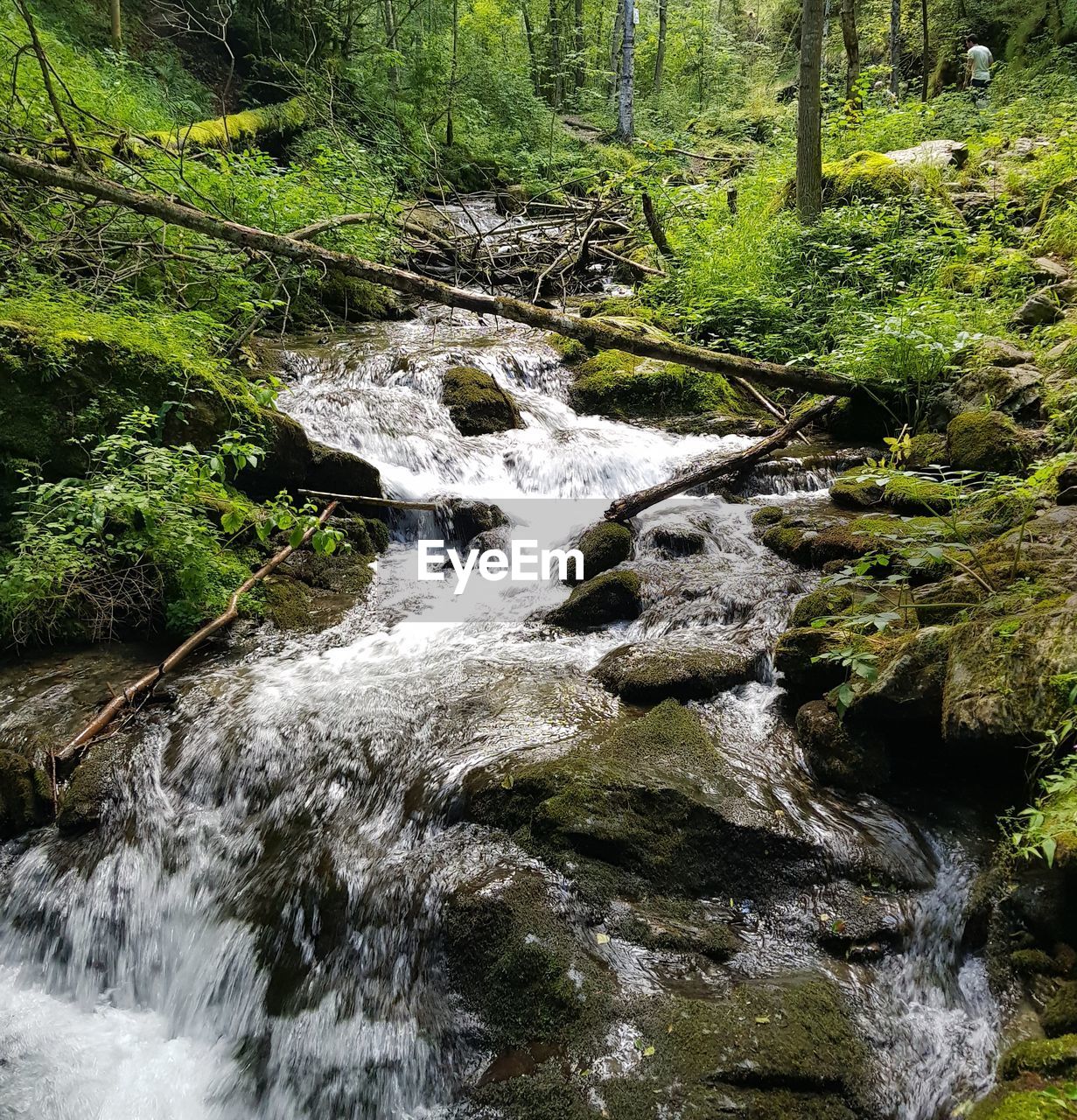 Stream flowing through rocks in forest