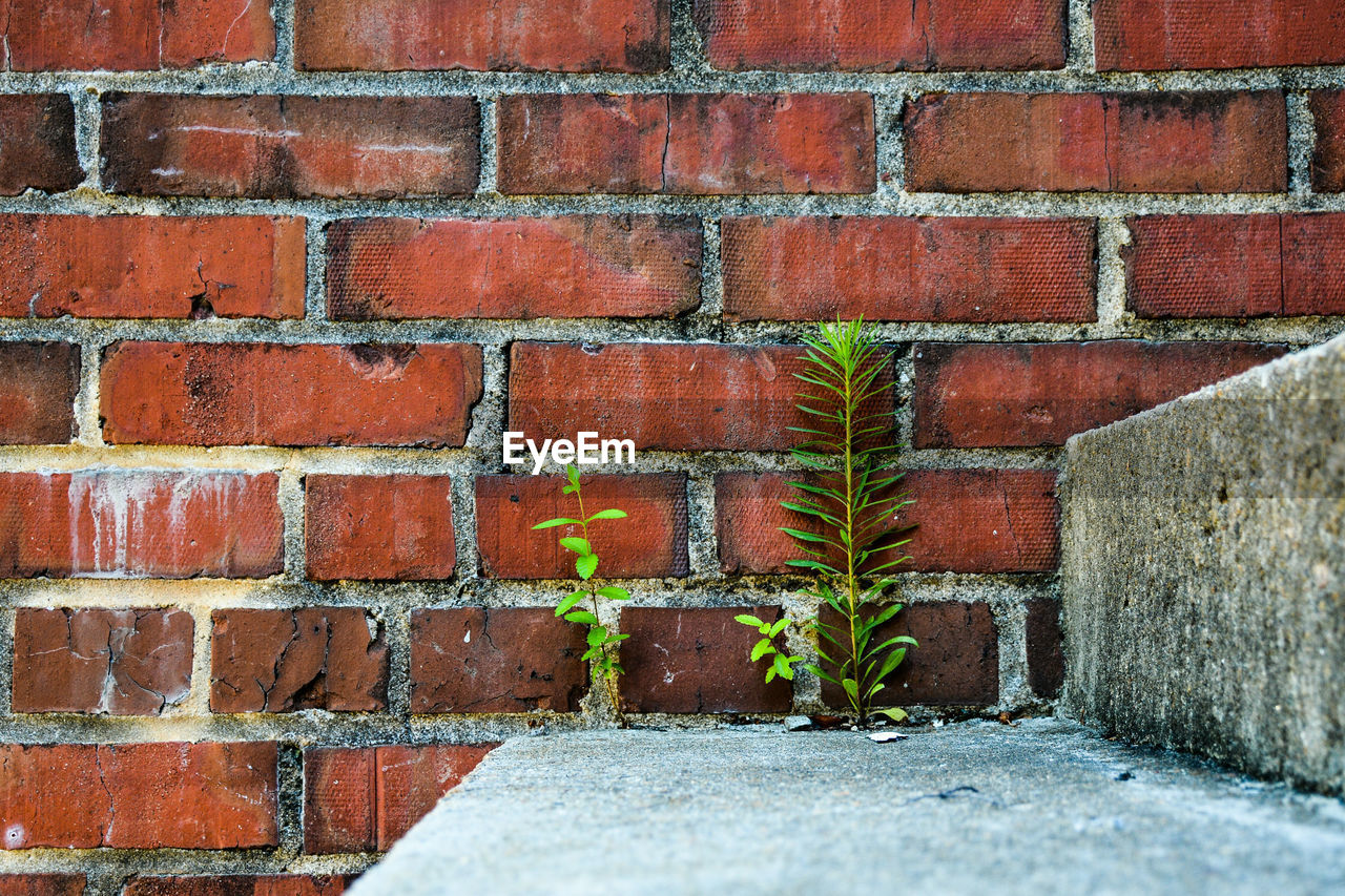 Plants on steps against brick wall