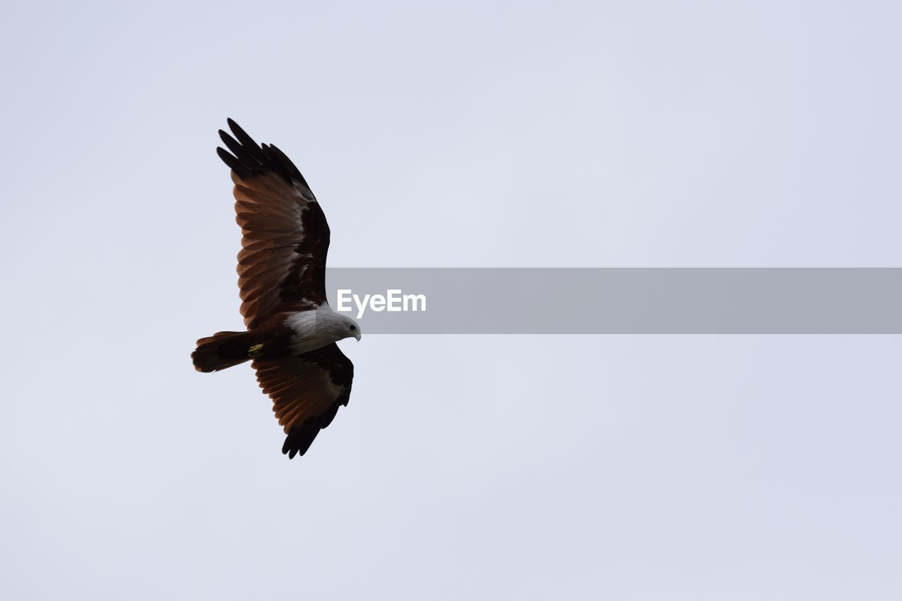 LOW ANGLE VIEW OF BIRDS FLYING IN SKY