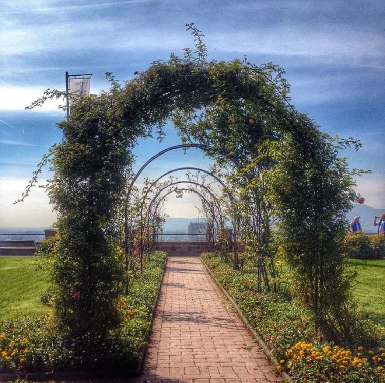 PATHWAY LEADING TOWARDS TREES