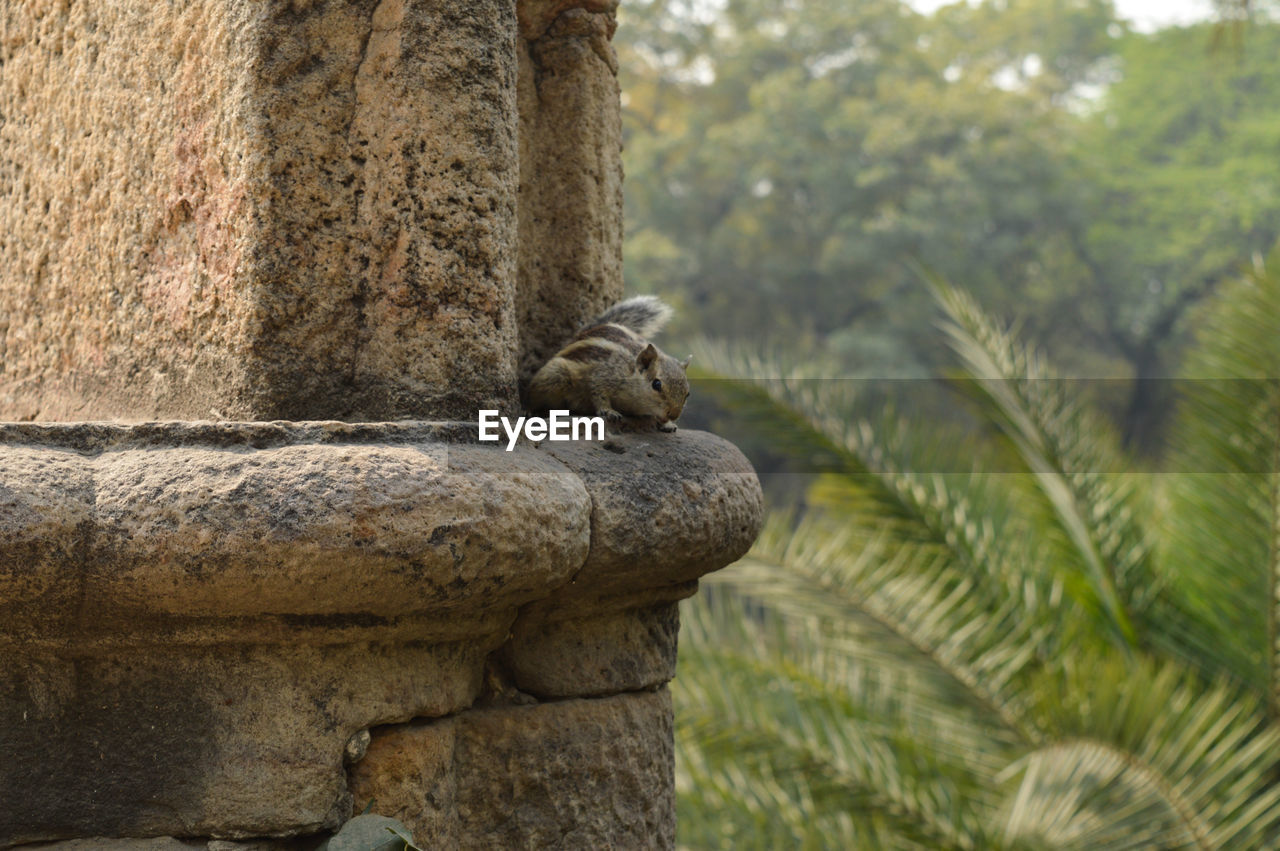 VIEW OF MONKEY SITTING ON ROCK
