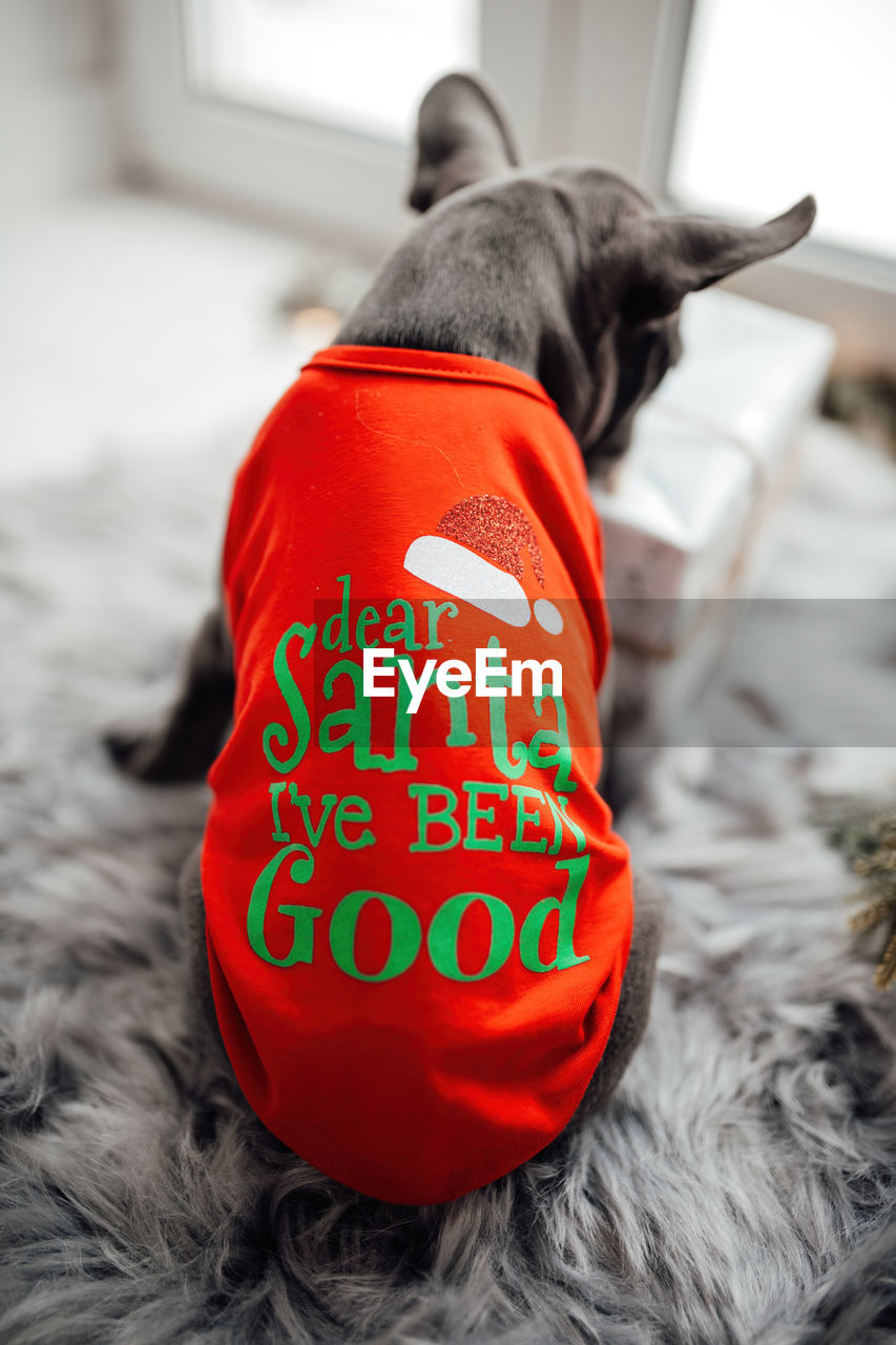 animal, animal themes, mammal, domestic animals, pet, one animal, red, dog, canine, black, indoors, cat, carnivore, text, focus on foreground, holiday, celebration, clothing, no people