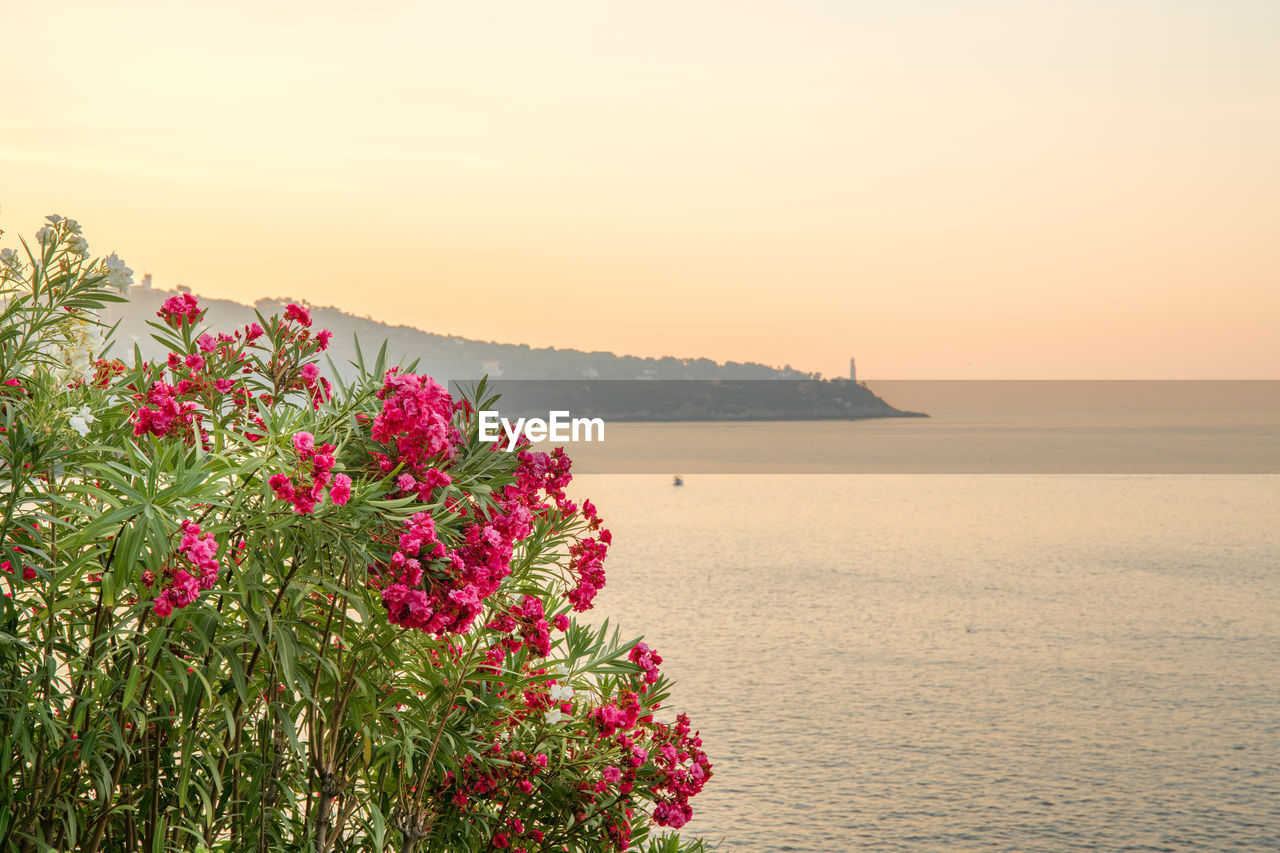 Pink flowering plants by sea against sky during sunset