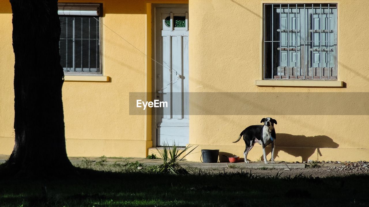 DOGS ON WINDOW