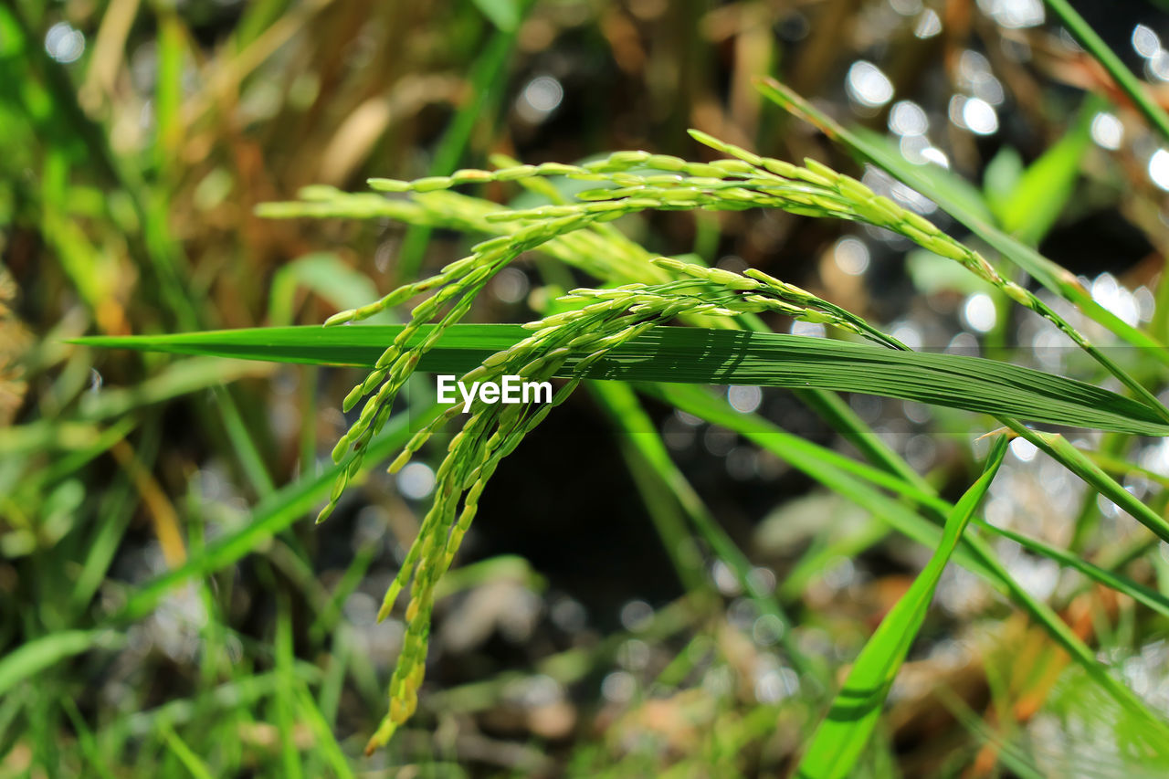 CLOSE-UP OF FRESH GREEN PLANT IN FIELD