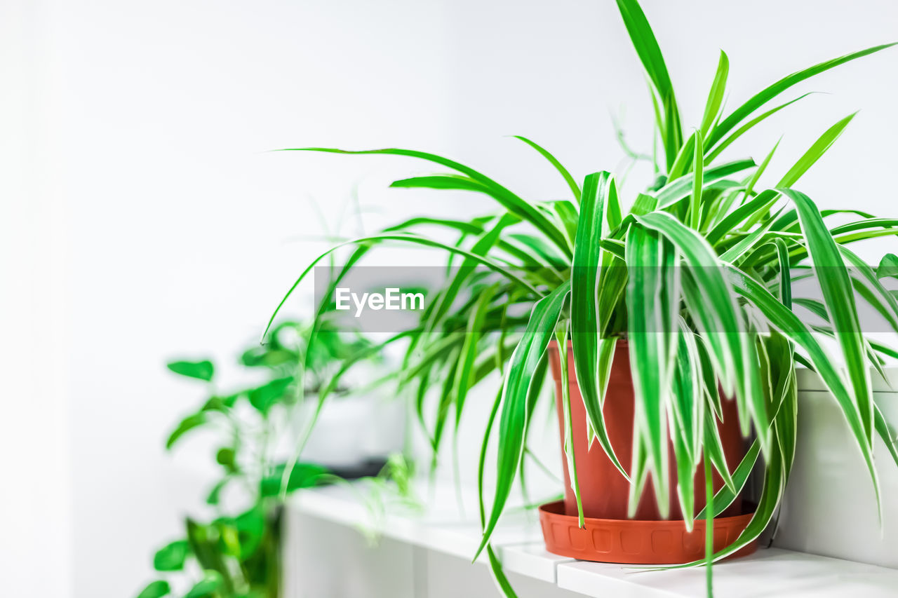 CLOSE-UP OF POTTED PLANT