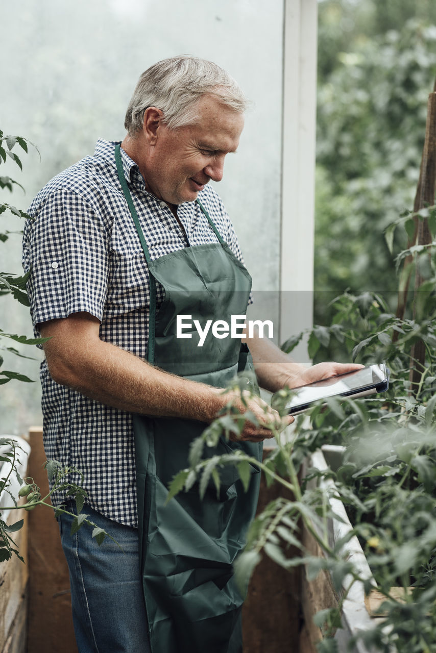 Mature man, gardener in greenhouse using digital tablet