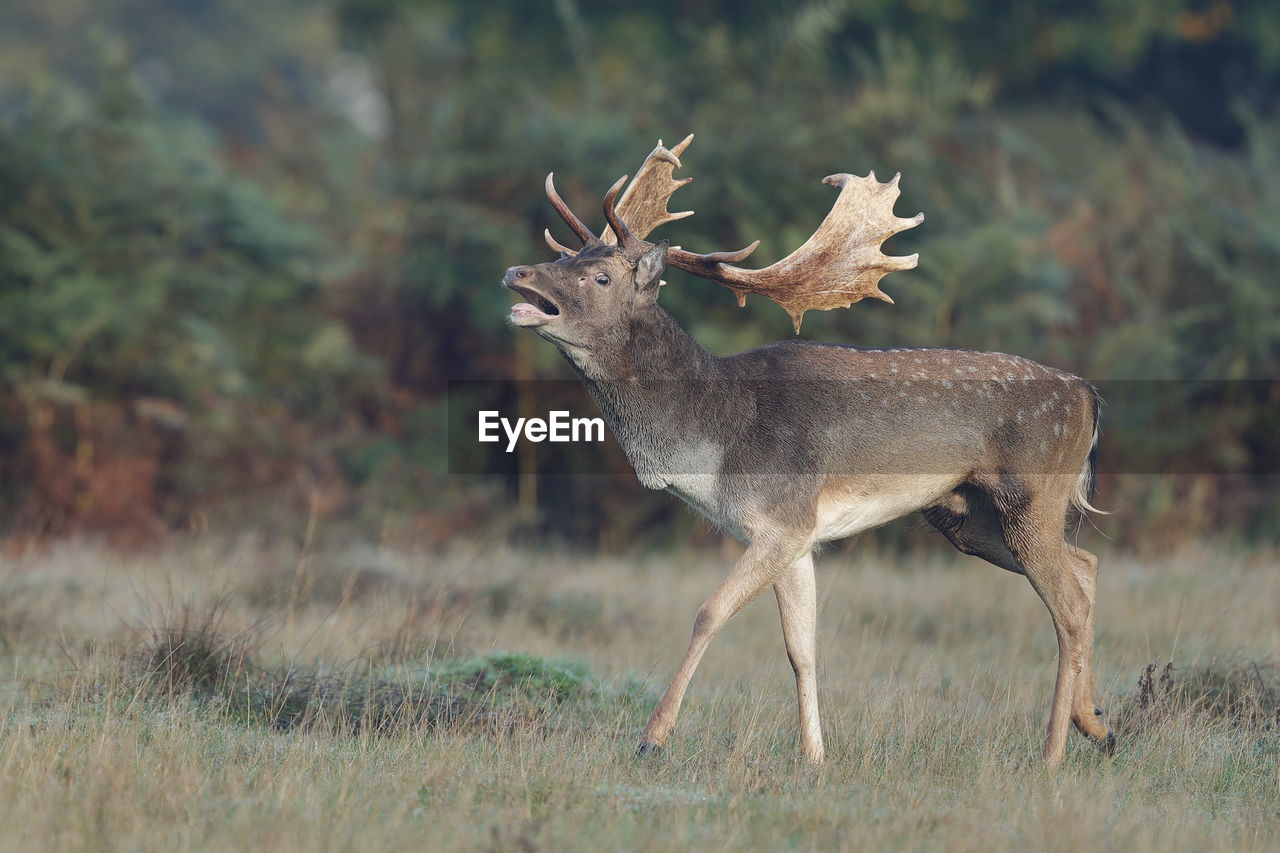 A fallow deer grunting