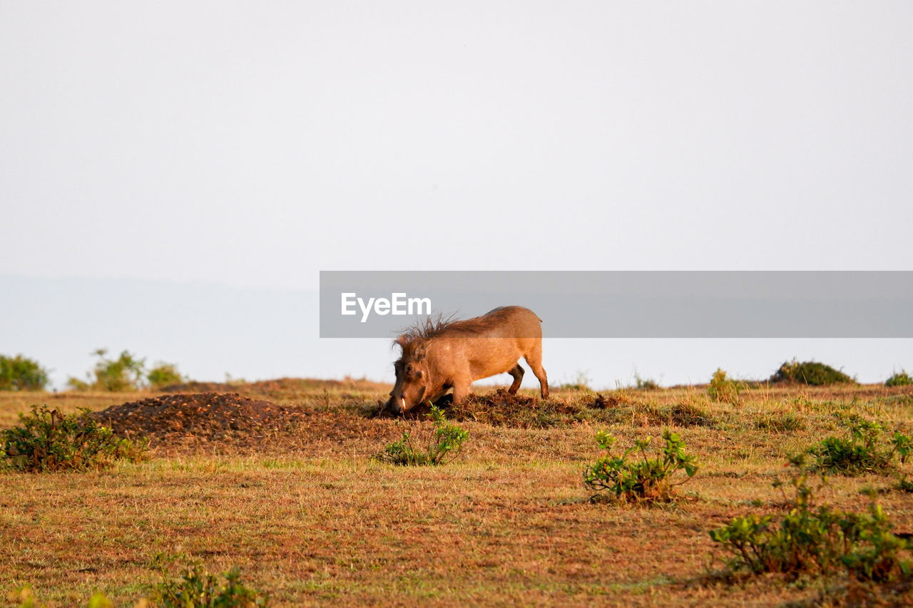 A warthog kneels to excavate dirt in the maasai mara