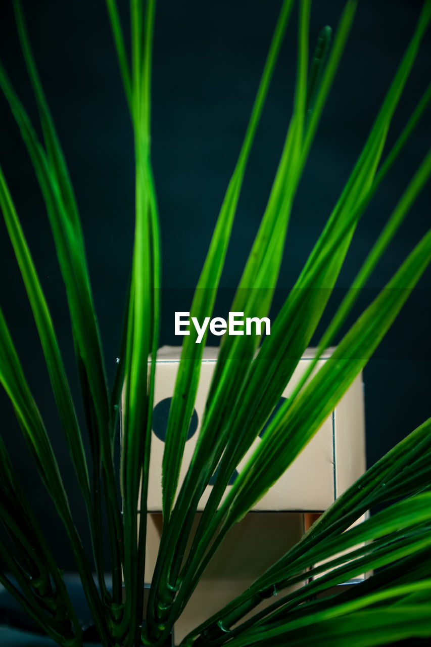 green, grass, plant, growth, leaf, plant part, flower, nature, close-up, no people, beauty in nature, macro photography, palm leaf, tree, outdoors, plant stem, palm tree, saw palmetto, freshness, botany, day, focus on foreground