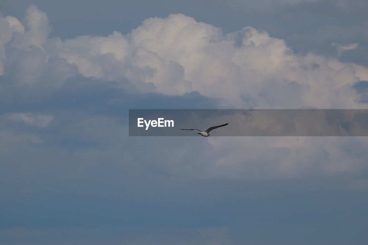 Bird flying in sky