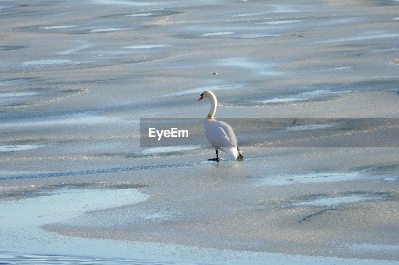 HIGH ANGLE VIEW OF BIRD IN WATER AT BEACH