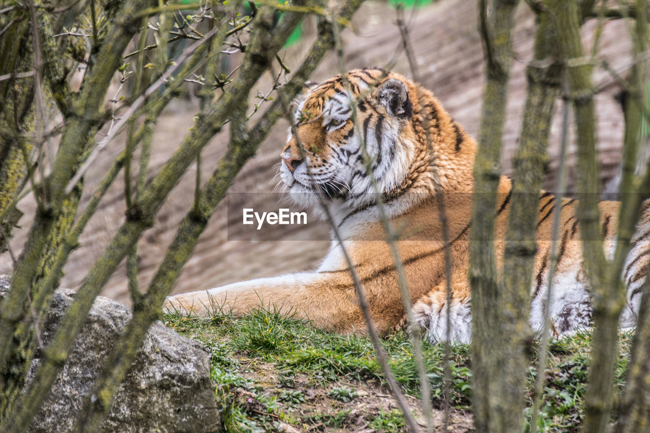 Tiger lying on field at zoo