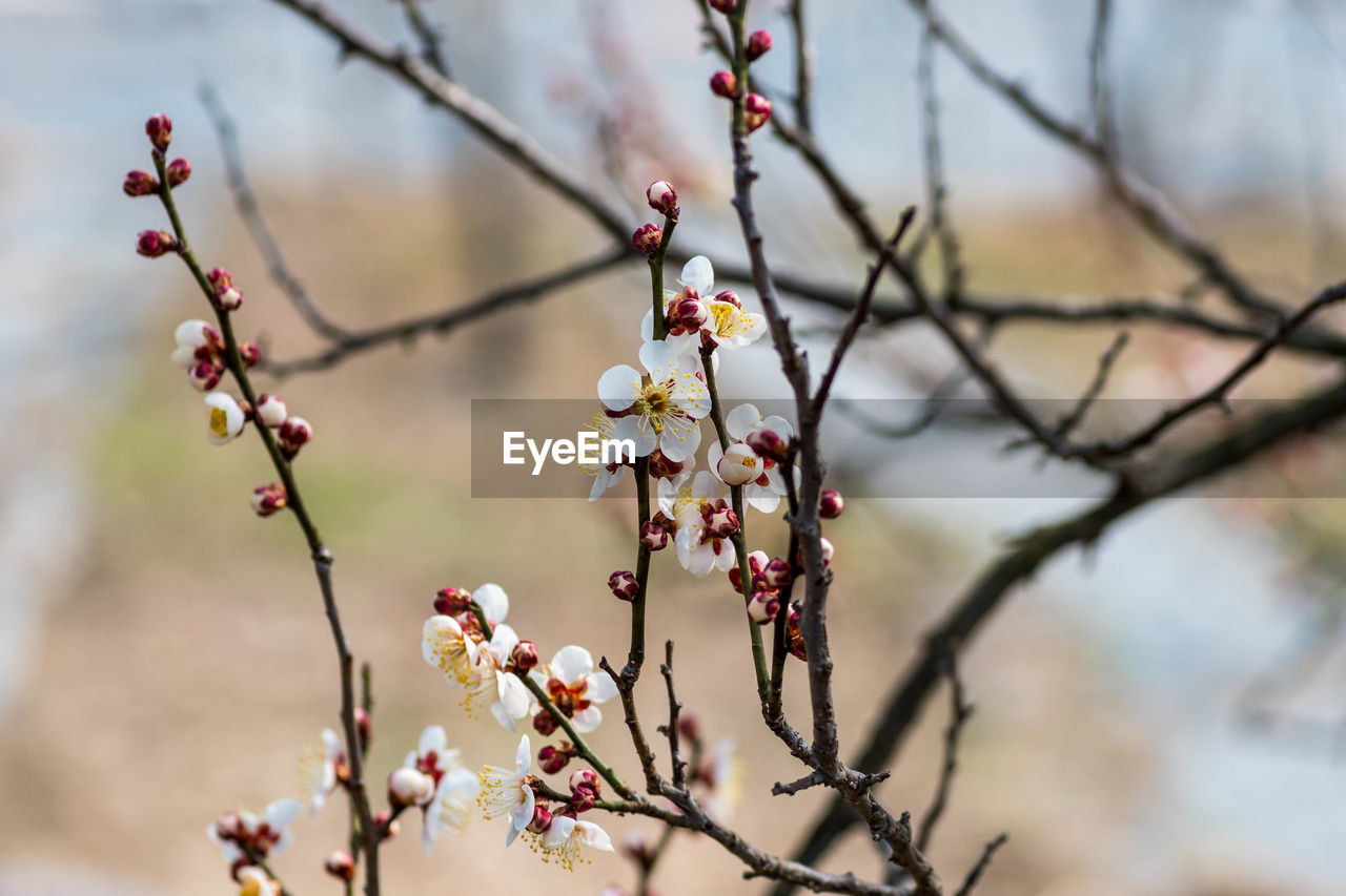 plant, spring, tree, branch, flower, blossom, nature, beauty in nature, freshness, flowering plant, springtime, fruit, food and drink, growth, food, no people, focus on foreground, leaf, fragility, close-up, twig, cherry blossom, day, outdoors, healthy eating, produce, macro photography, selective focus, pink, winter, tranquility, autumn, plum blossom, berry