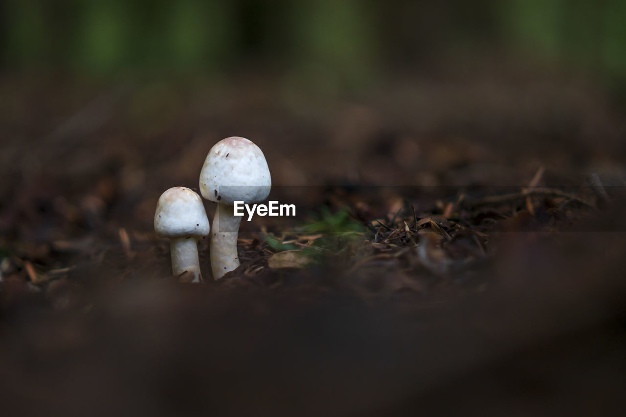 CLOSE-UP OF MUSHROOM ON FIELD