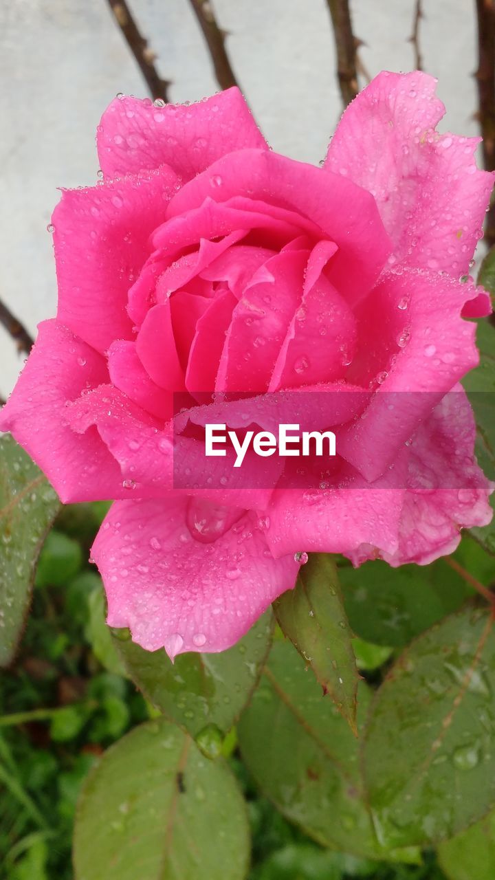 CLOSE-UP OF RAINDROPS ON PINK ROSE