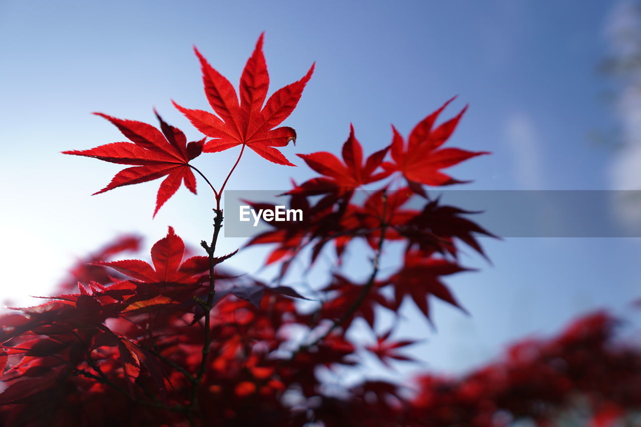 CLOSE-UP OF MAPLE LEAVES