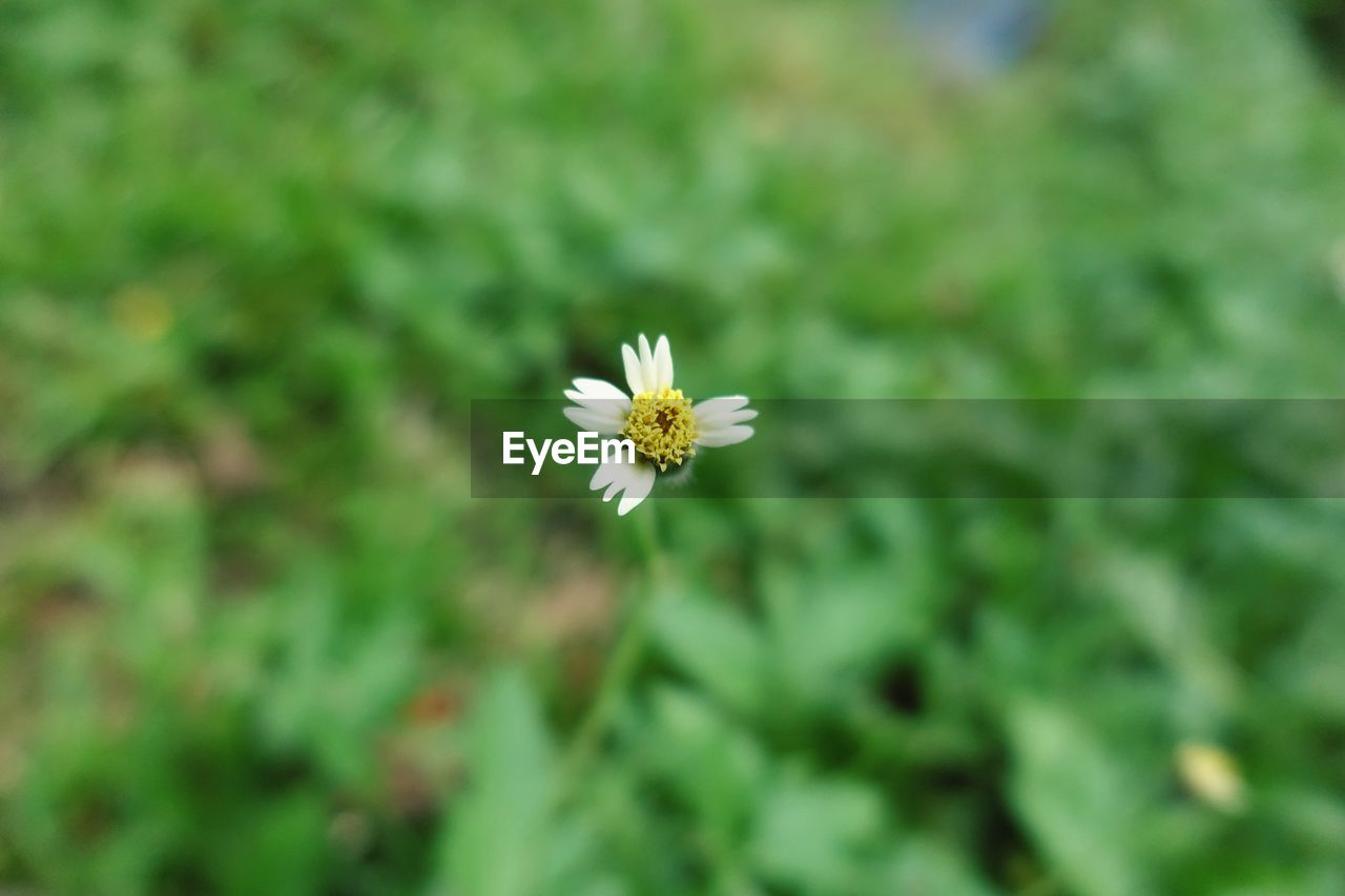 Close-up of white flowering plant